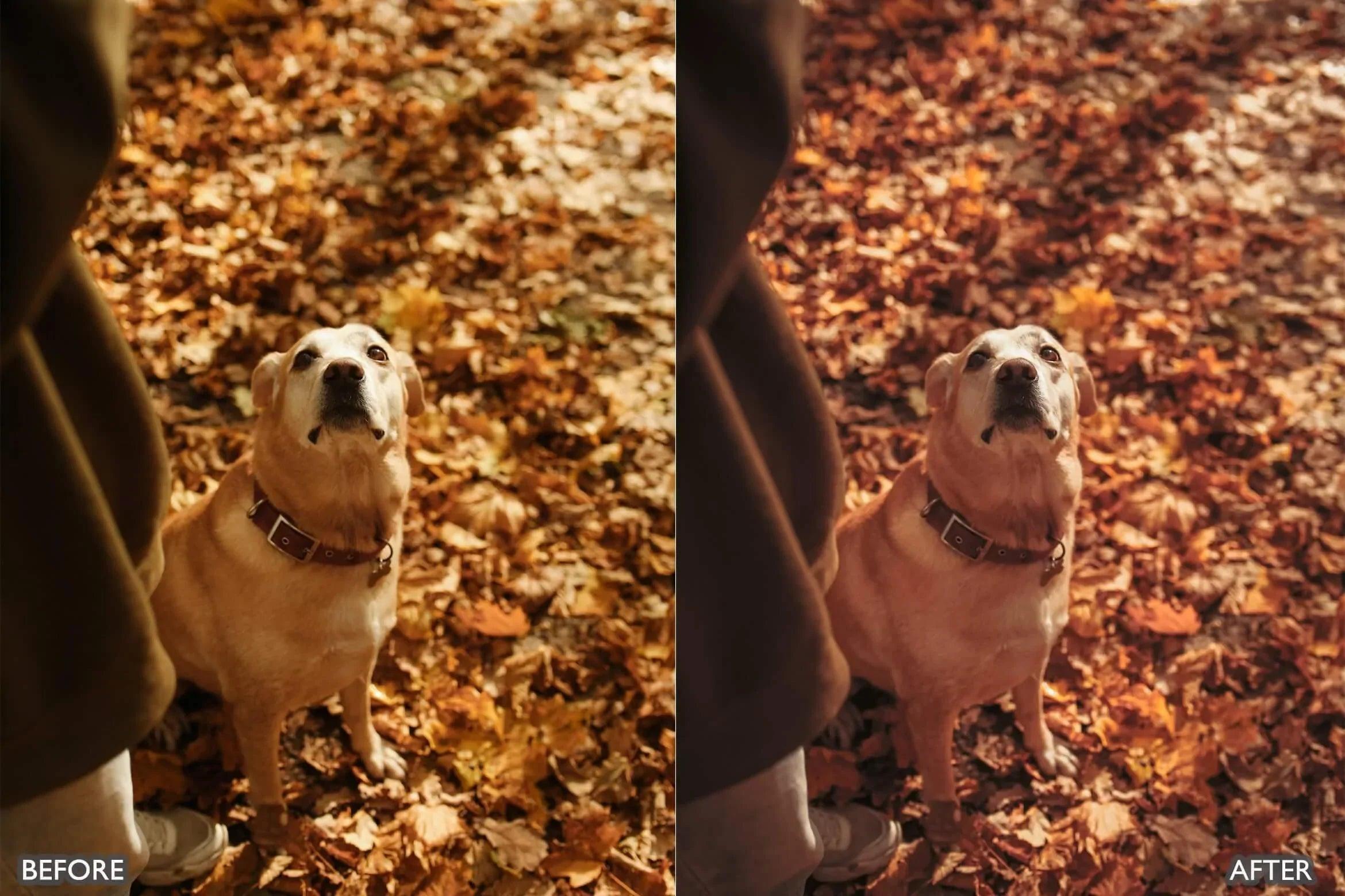 Autumn Fall Tones Lightroom Presets - Lightroom Presets - by AAA Presets