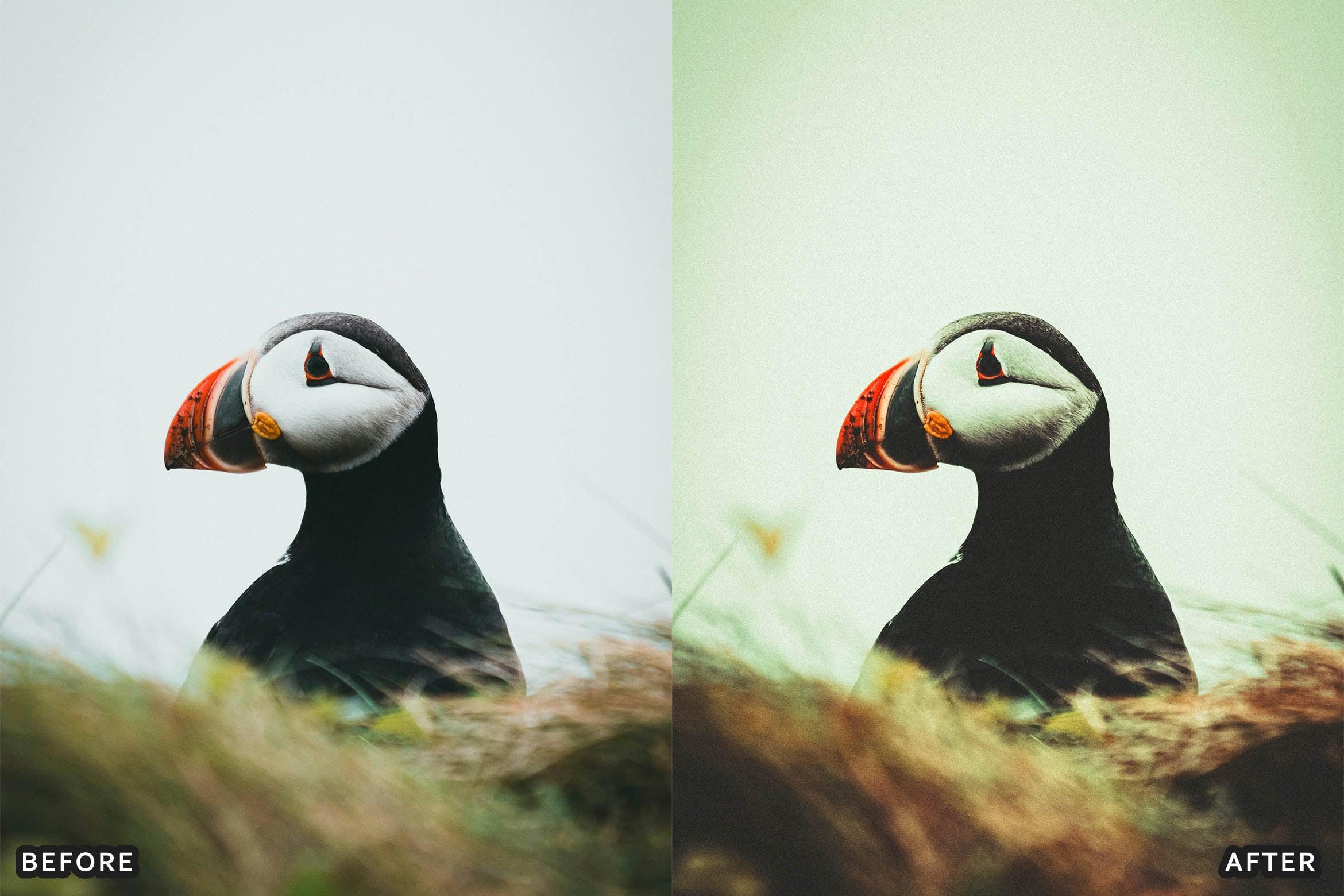 Bird Photography Wildlife Cinematic Lightroom Presets - Lightroom Presets - by AAA Presets