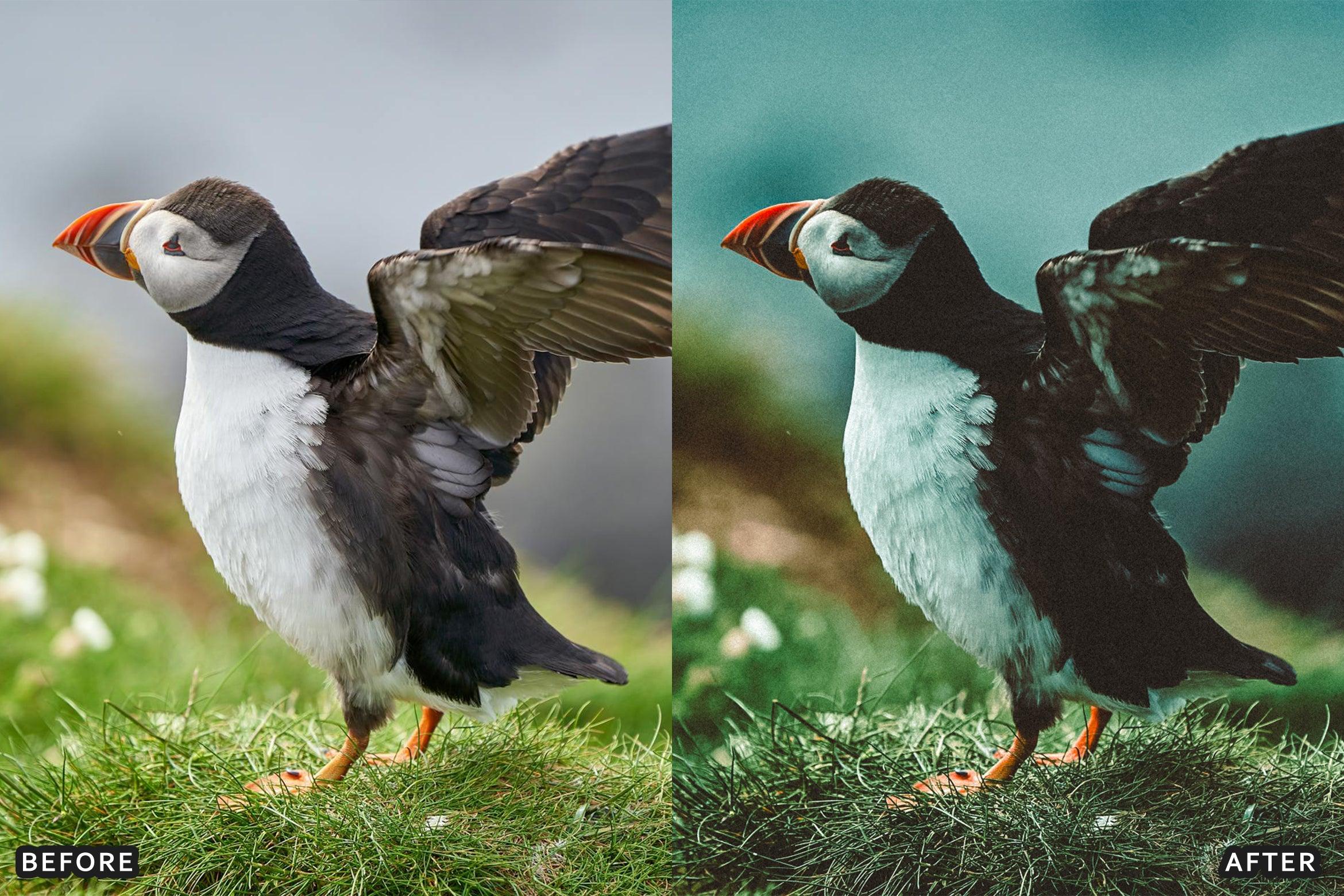 Bird Photography Wildlife Cinematic Lightroom Presets - Lightroom Presets - by AAA Presets