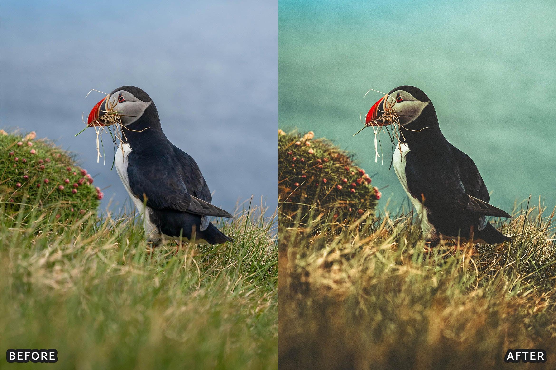 Bird Photography Wildlife Cinematic Lightroom Presets - Lightroom Presets - by AAA Presets