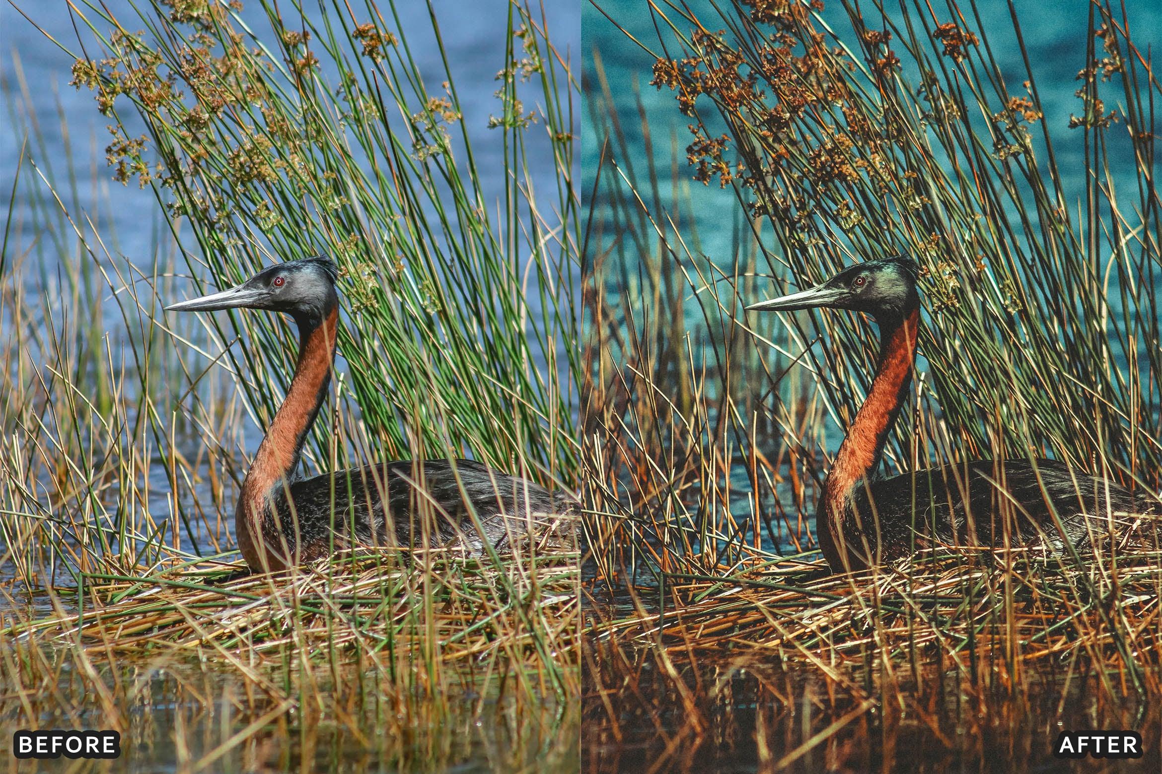Bird Photography Wildlife Cinematic Lightroom Presets - Lightroom Presets - by AAA Presets
