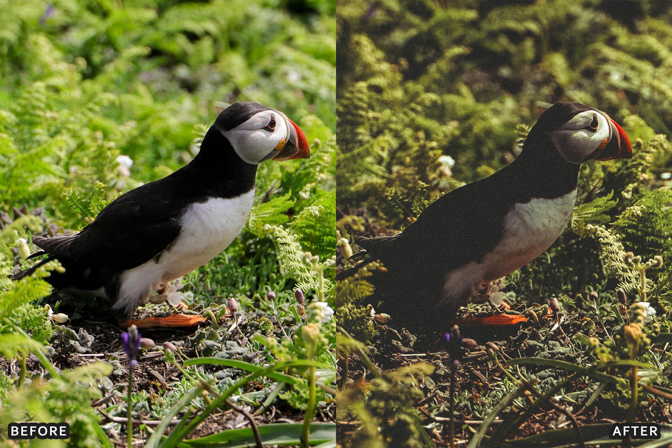 Bird Photography Wildlife Cinematic Lightroom Presets - Lightroom Presets - by AAA Presets