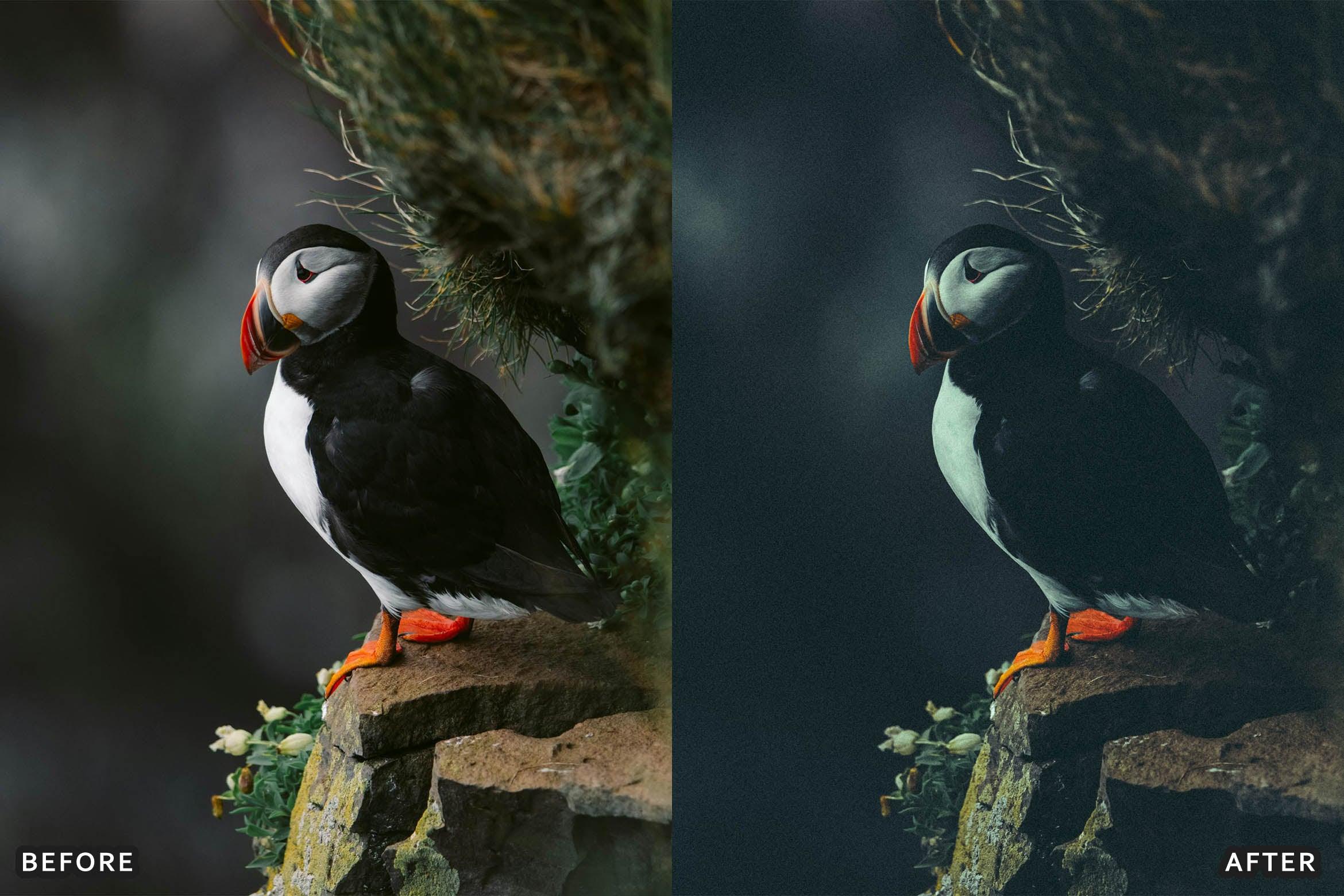 Bird Photography Wildlife Cinematic Lightroom Presets - Lightroom Presets - by AAA Presets