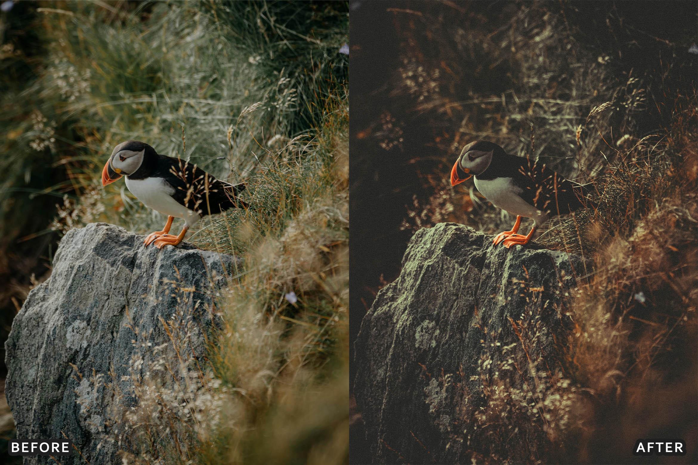 Bird Photography Wildlife Cinematic Lightroom Presets - Lightroom Presets - by AAA Presets