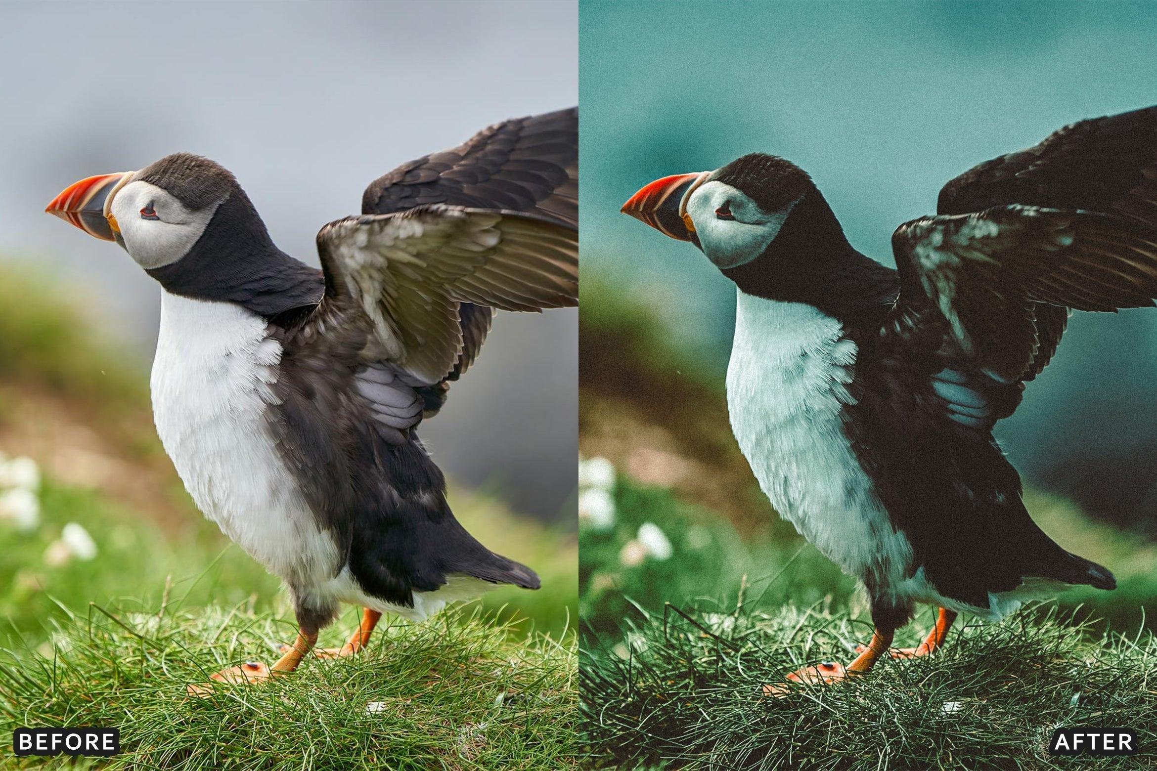 Bird Photography Wildlife Cinematic Lightroom Presets - Lightroom Presets - by AAA Presets