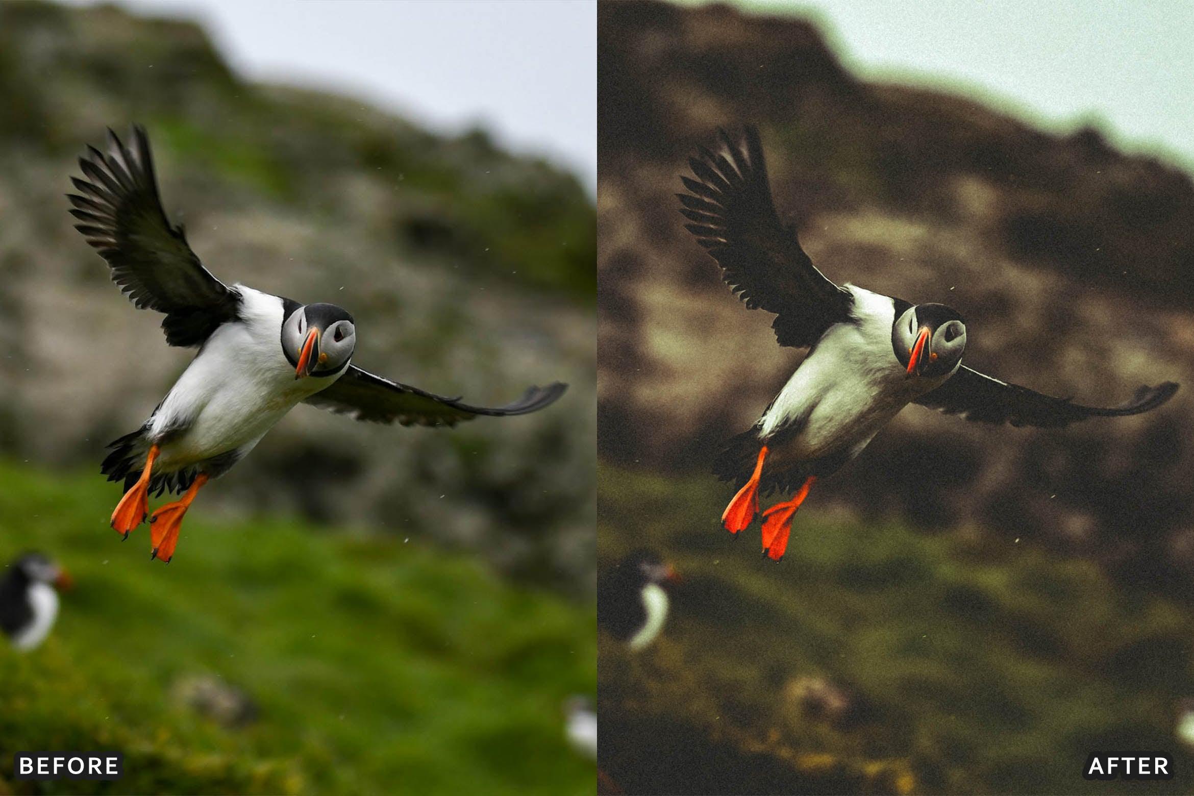 Bird Photography Wildlife Cinematic Lightroom Presets - Lightroom Presets - by AAA Presets