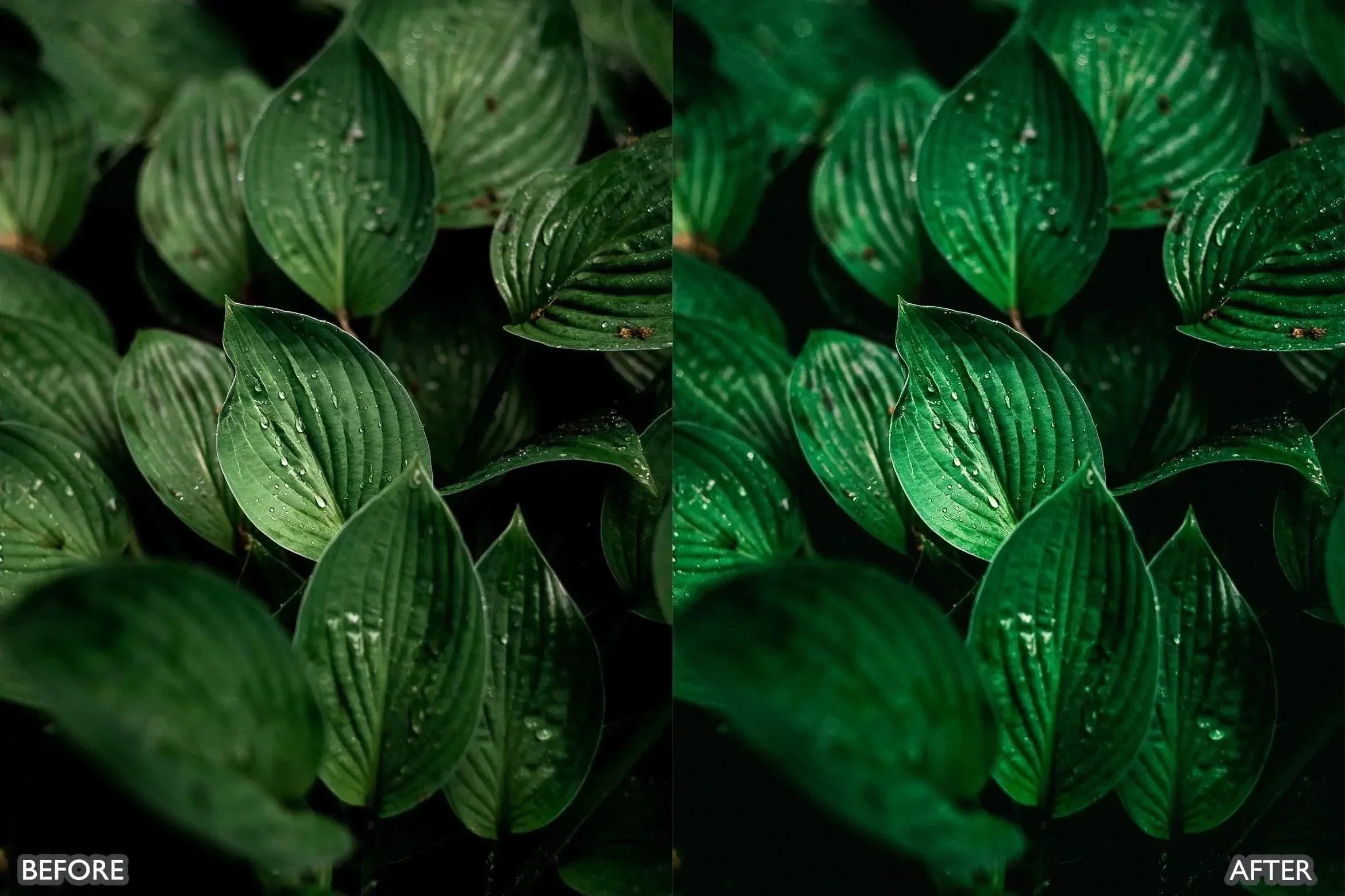 Cinematic Nature Moody Green Lightroom Preset - Lightroom Presets - by AAA Presets