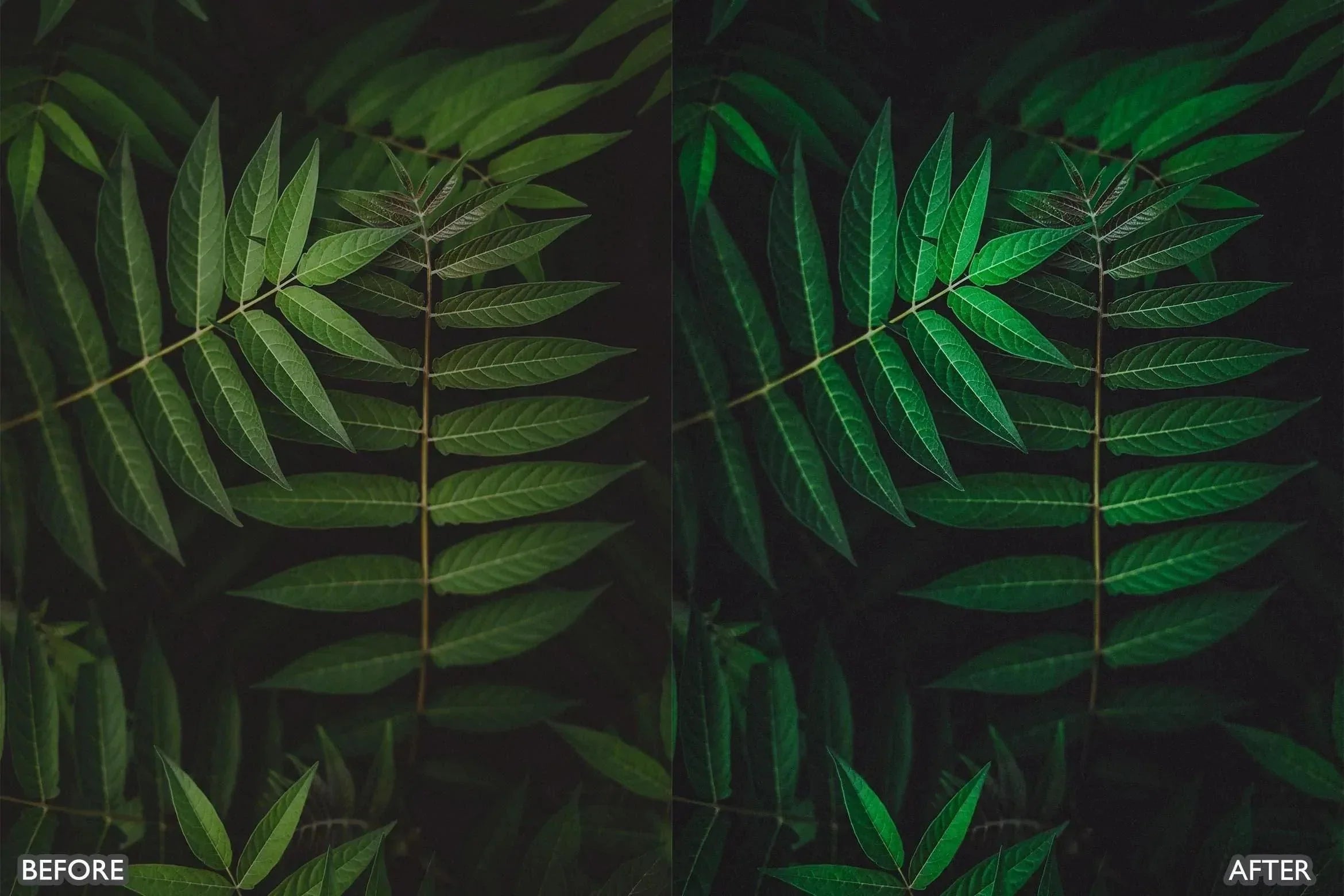 Cinematic Nature Moody Green Lightroom Preset - Lightroom Presets - by AAA Presets