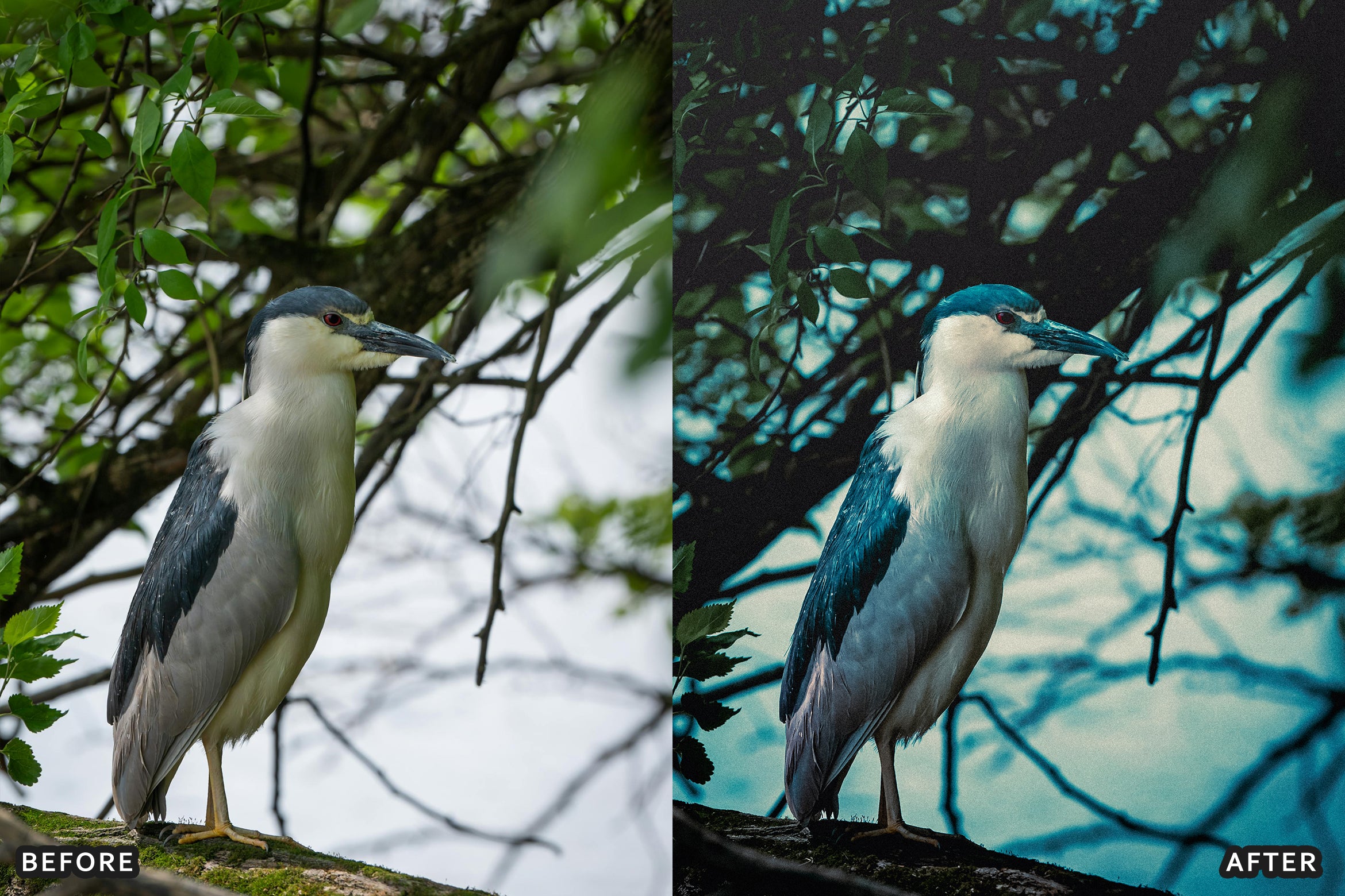 AI-Optimized Cinematic Bird Wildlife Lightroom Presets - Lightroom Presets - by AAA Presets