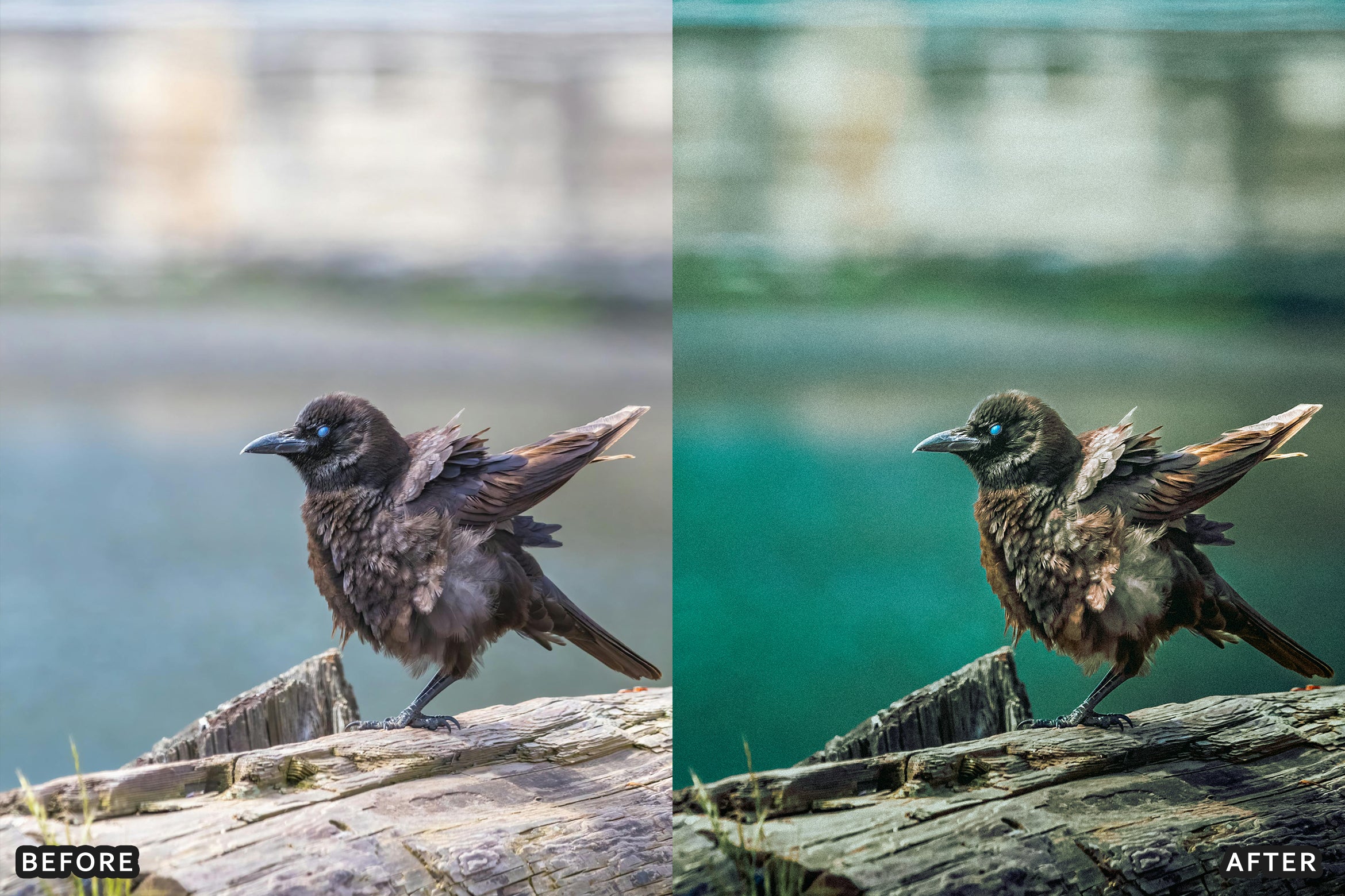 AI-Optimized Cinematic Bird Wildlife Lightroom Presets - Lightroom Presets - by AAA Presets