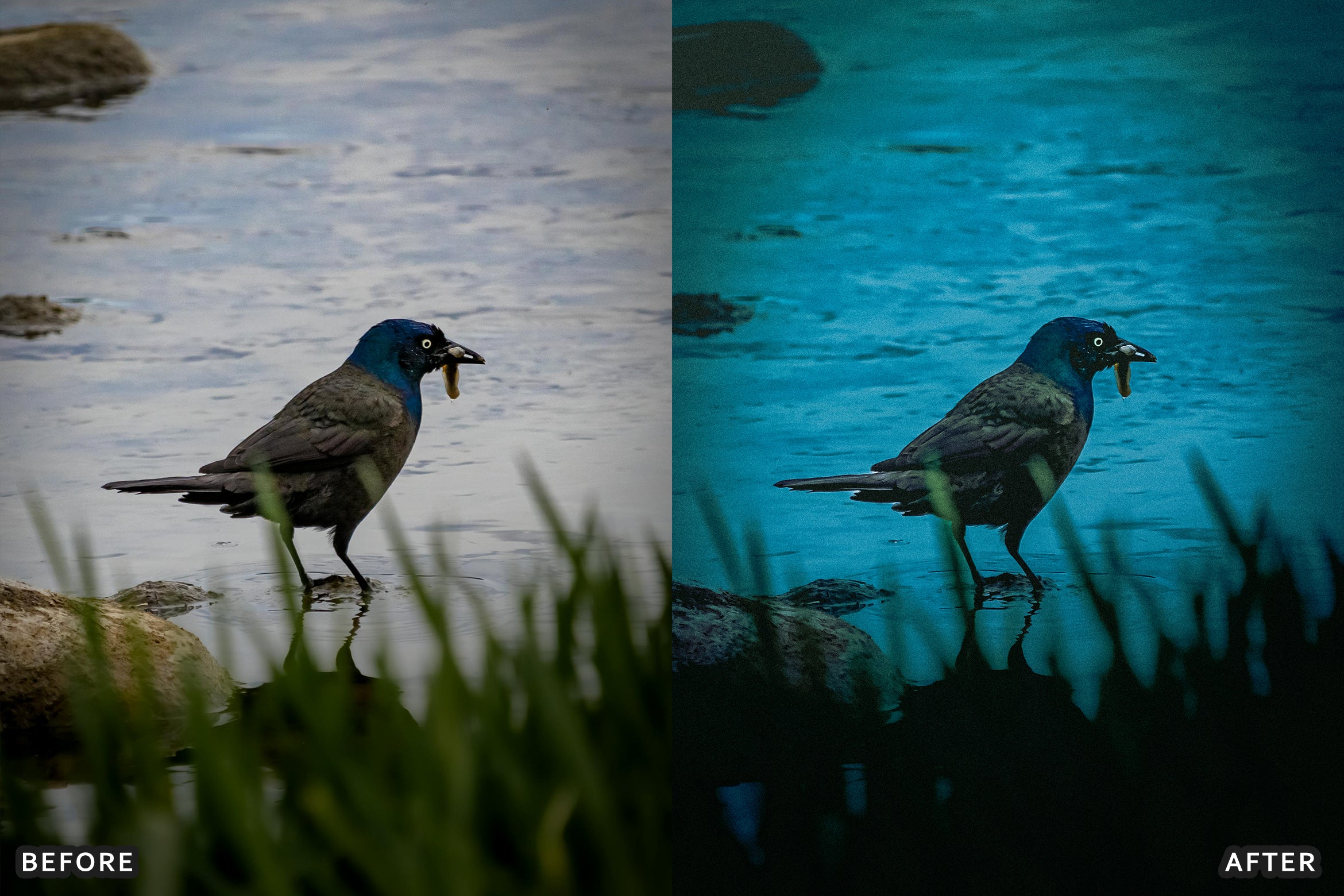 AI-Optimized Cinematic Bird Wildlife Lightroom Presets - Lightroom Presets - by AAA Presets