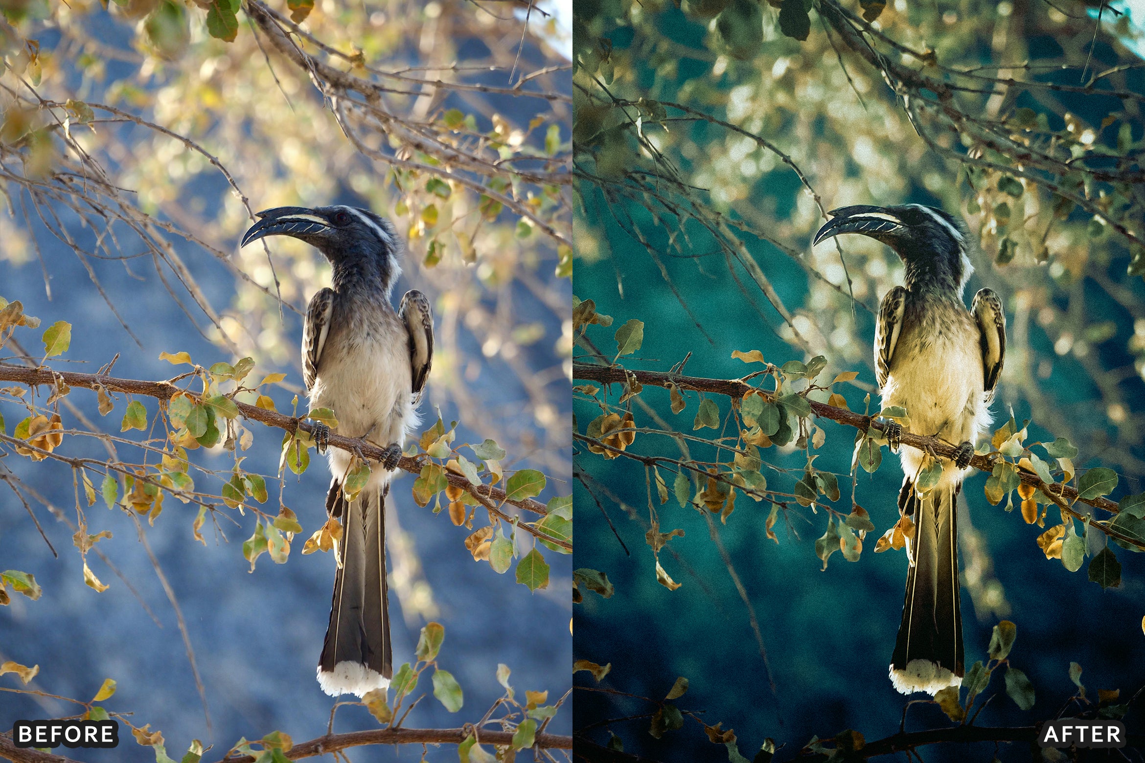 AI-Optimized Cinematic Bird Wildlife Lightroom Presets - Lightroom Presets - by AAA Presets