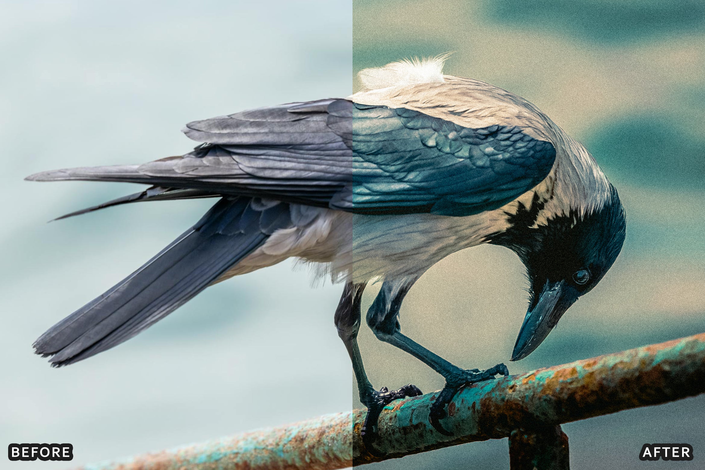 AI-Optimized Cinematic Bird Wildlife Lightroom Presets - Lightroom Presets - by AAA Presets