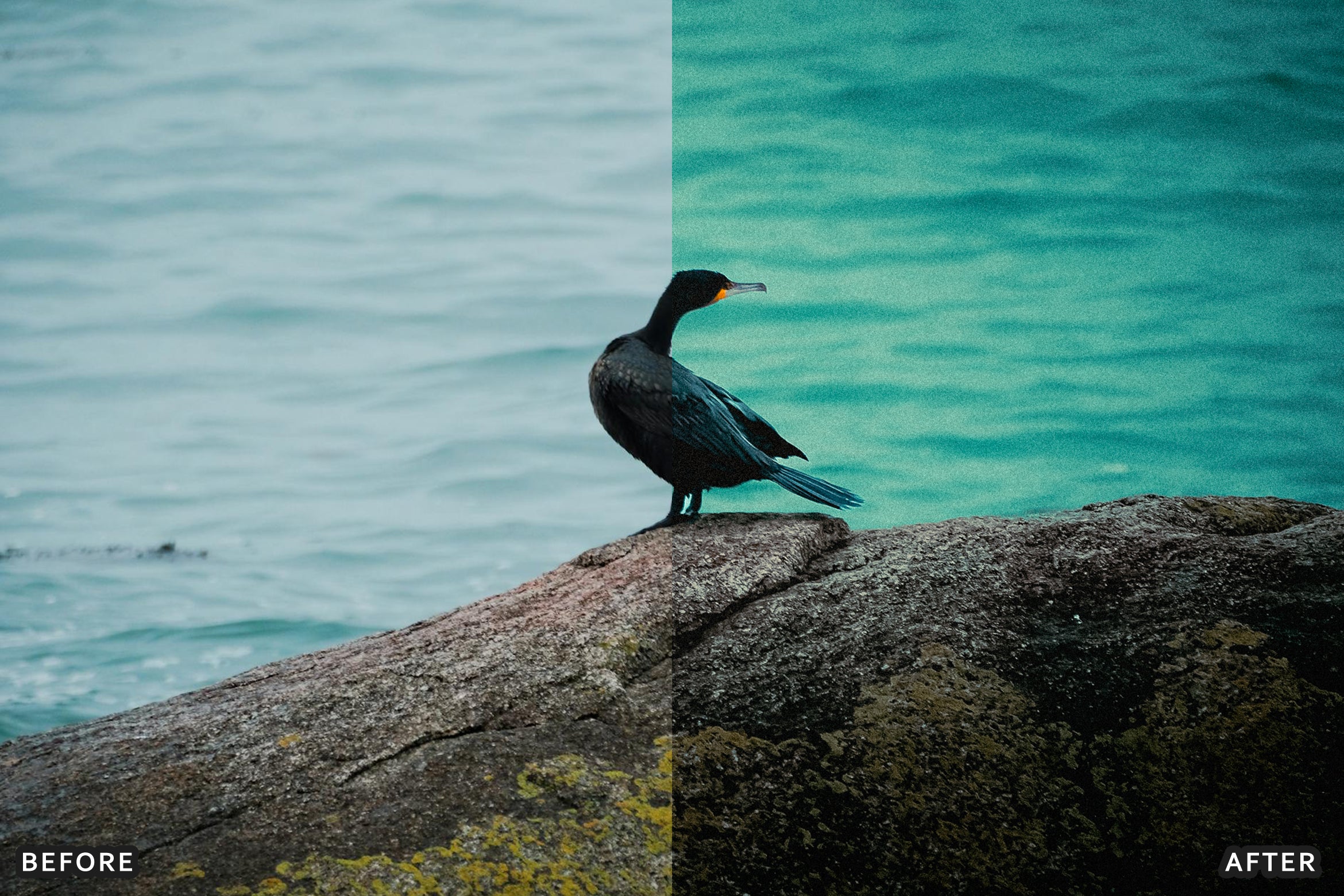 AI-Optimized Cinematic Bird Wildlife Lightroom Presets - Lightroom Presets - by AAA Presets