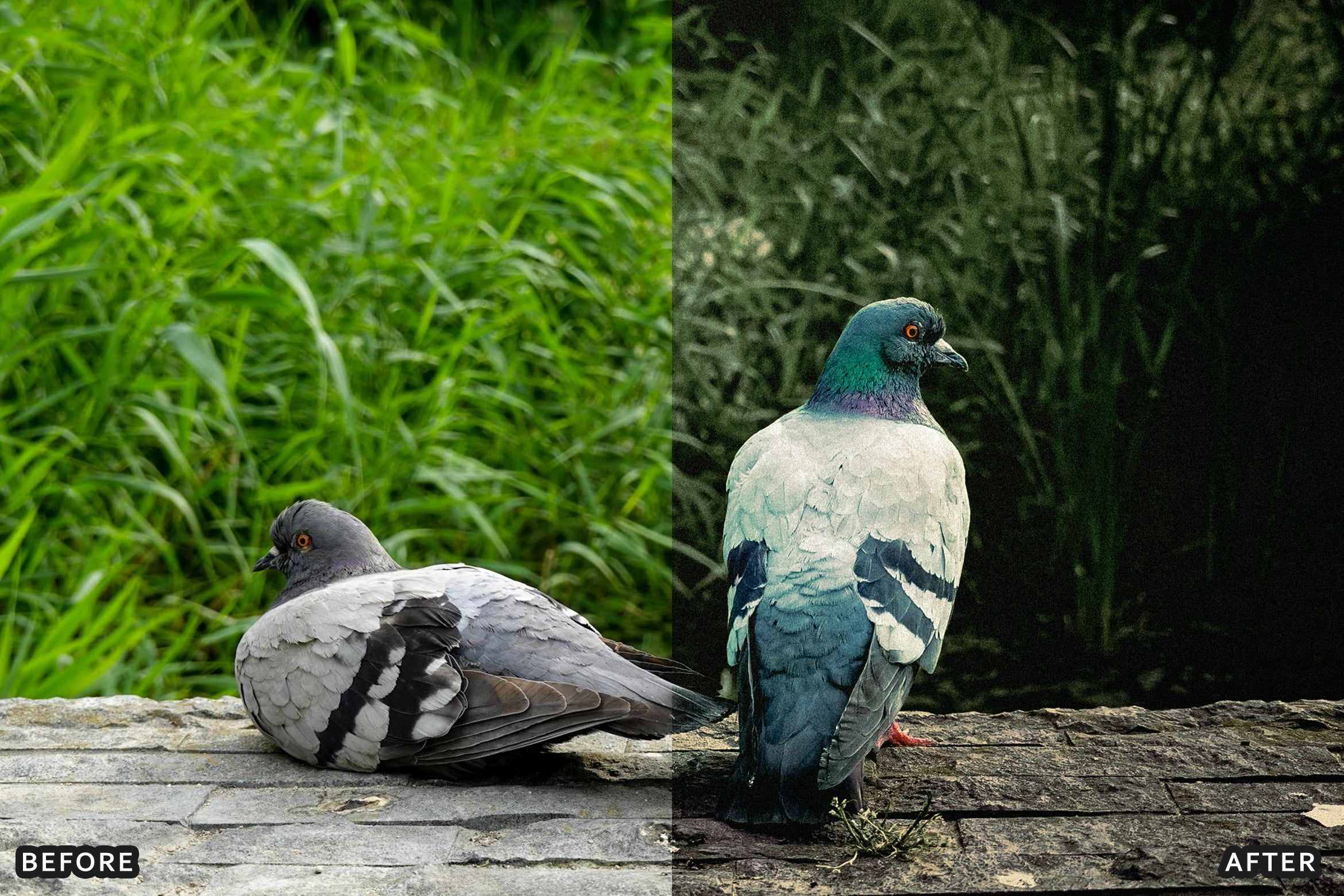 AI-Optimized Cinematic Bird Wildlife Lightroom Presets - Lightroom Presets - by AAA Presets