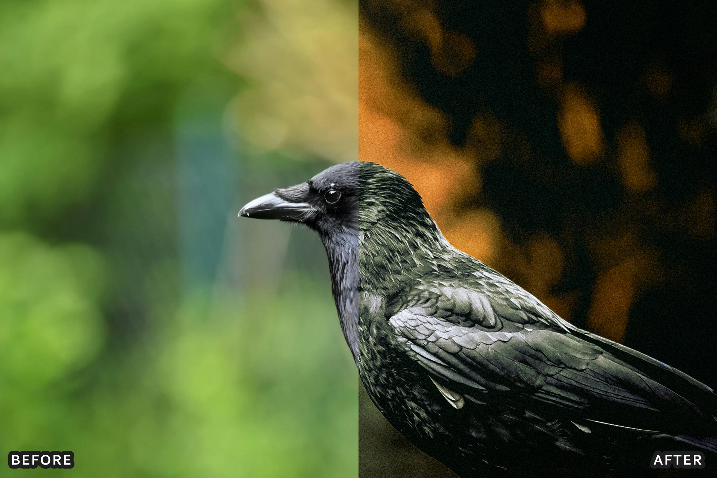 AI-Optimized Cinematic Bird Wildlife Lightroom Presets - Lightroom Presets - by AAA Presets