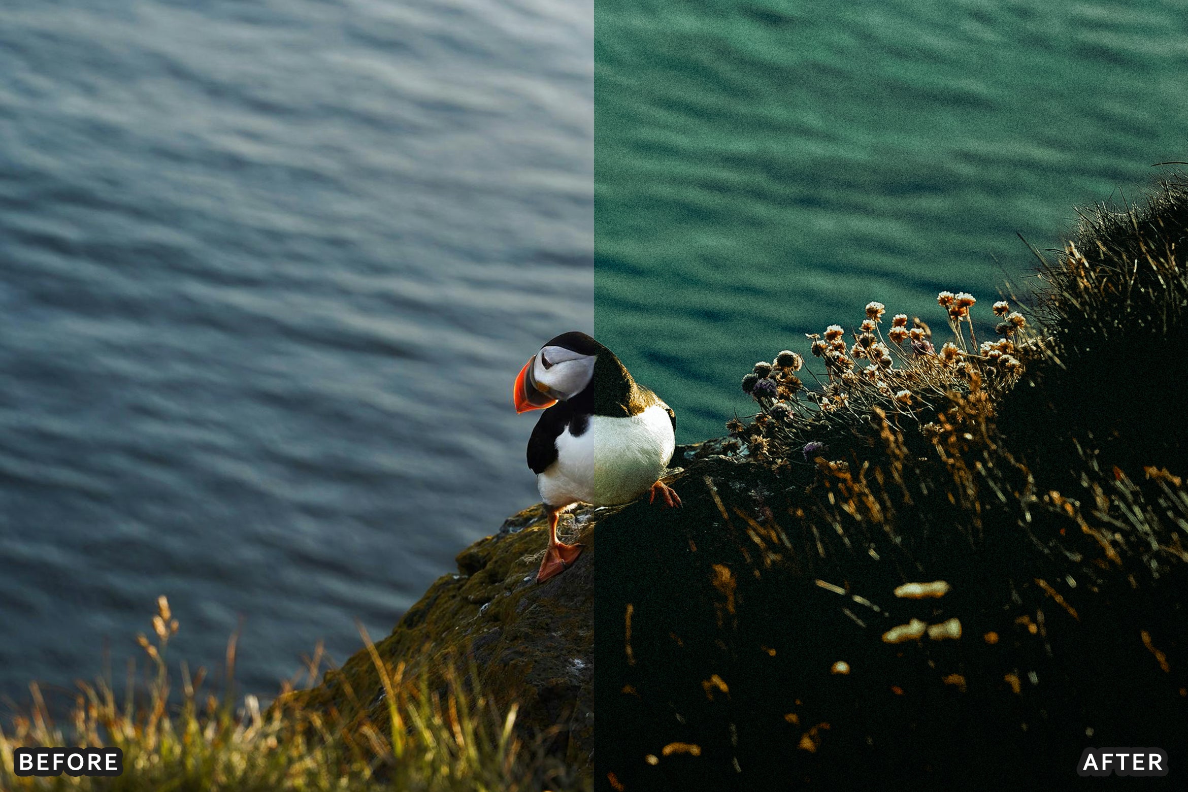 AI-Optimized Cinematic Bird Wildlife Lightroom Presets - Lightroom Presets - by AAA Presets