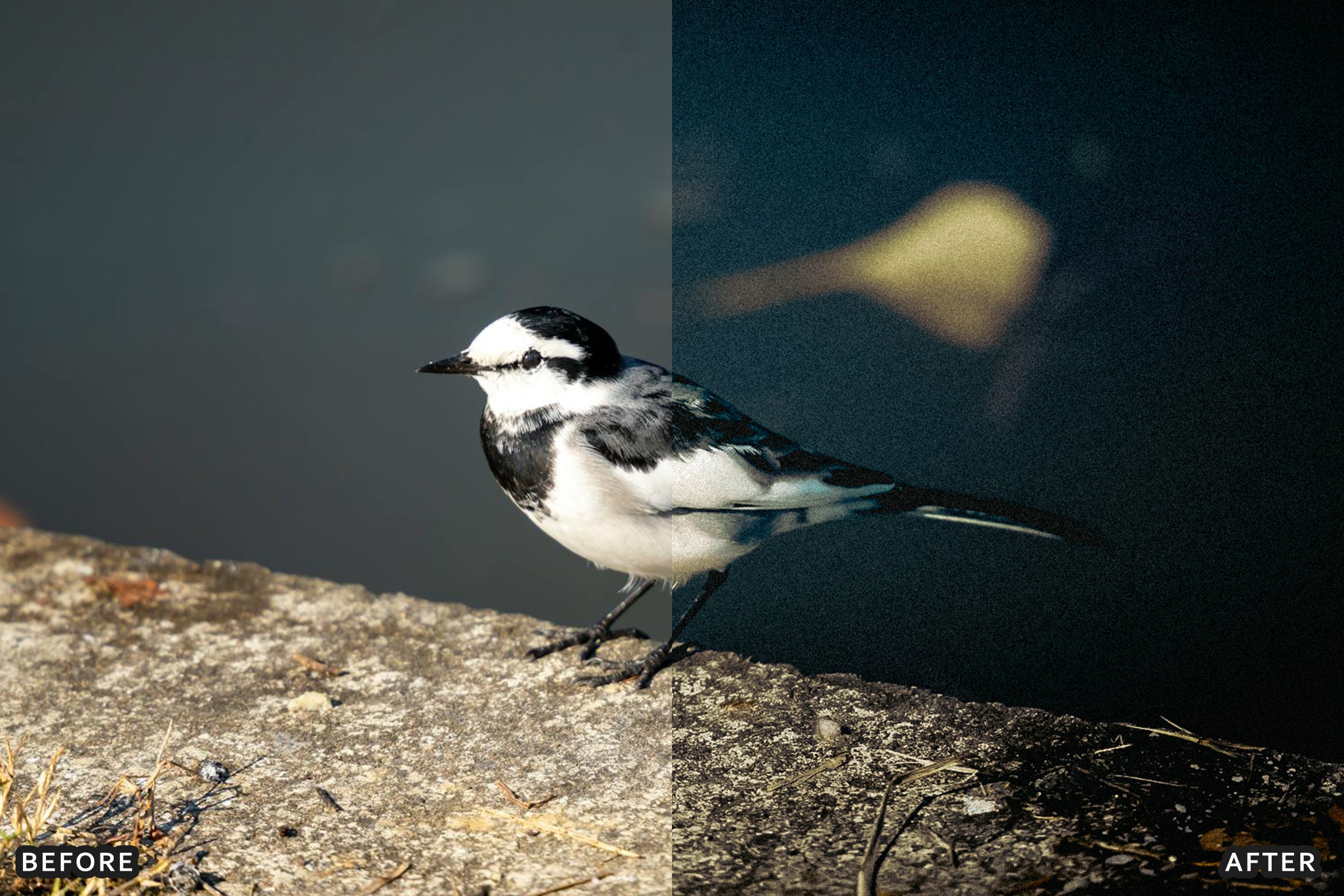 AI-Optimized Cinematic Bird Wildlife Lightroom Presets - Lightroom Presets - by AAA Presets