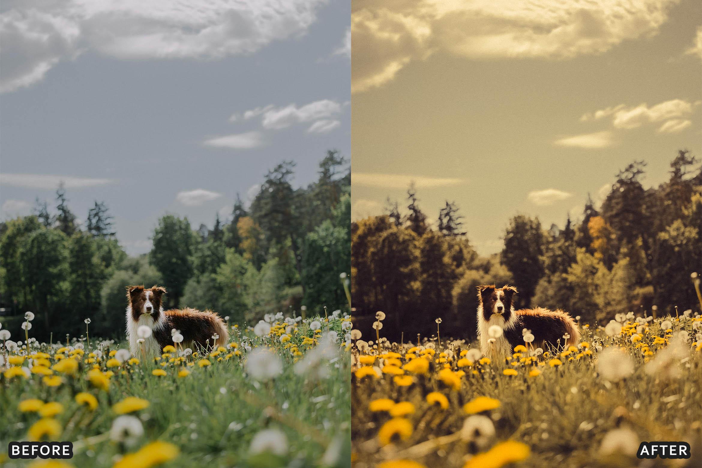 Golden Film Cinematic Lightroom Presets - Lightroom Presets - by AAA Presets