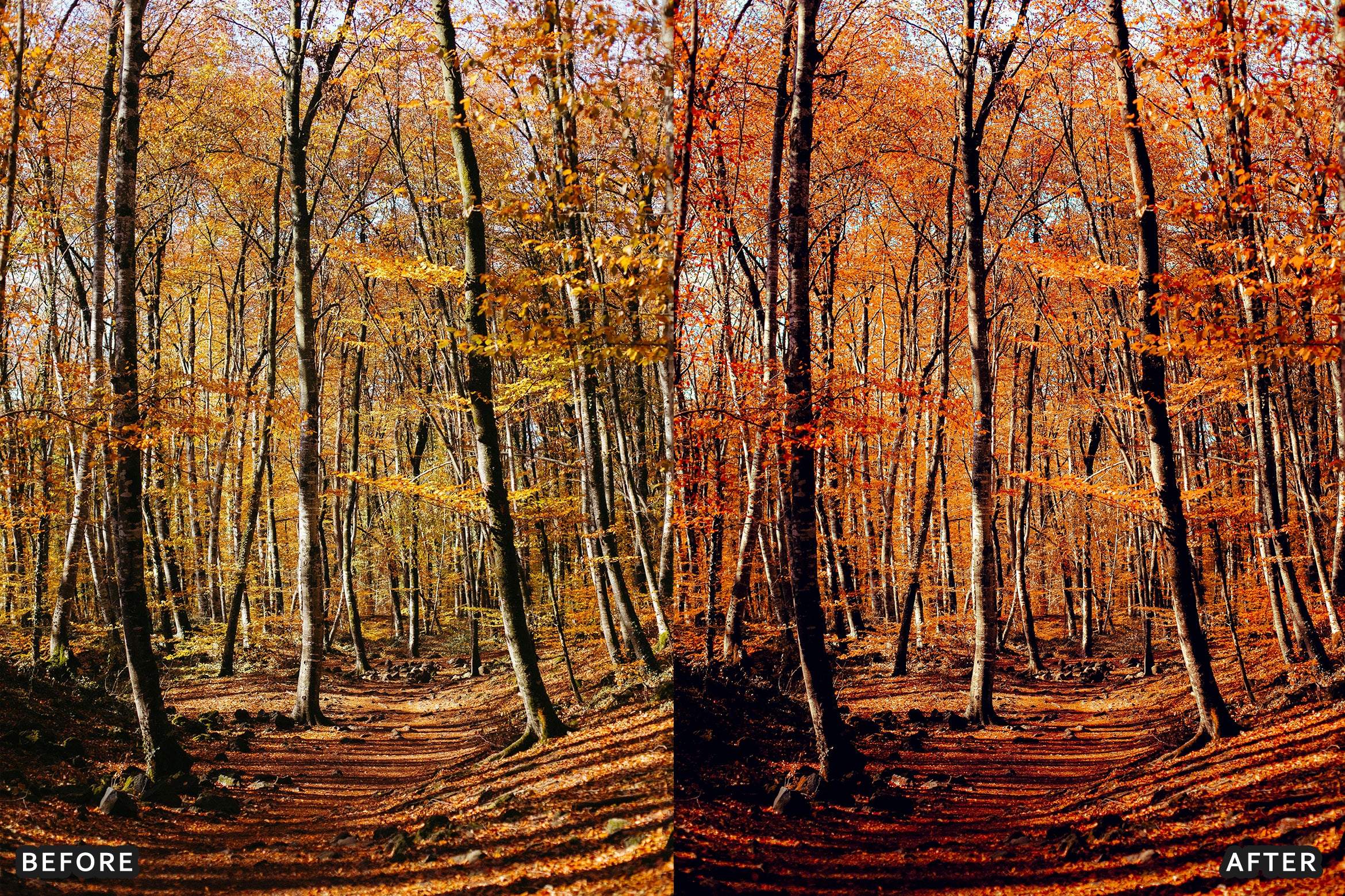 AI-Optimized Golden Fall Forest Lightroom Presets - Lightroom Presets - by AAA Presets