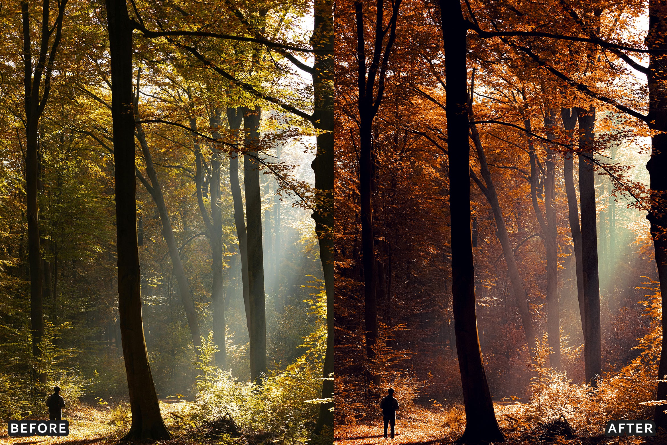 AI-Optimized Golden Fall Forest Lightroom Presets - Lightroom Presets - by AAA Presets