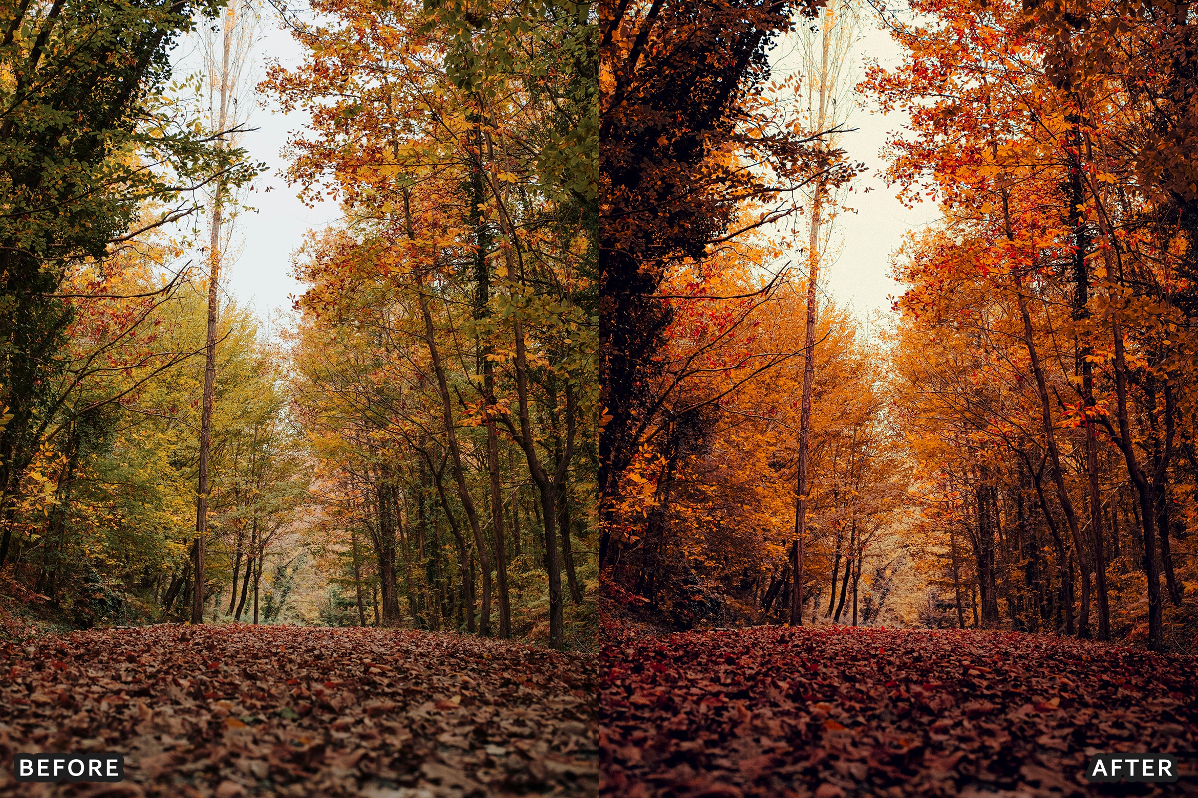 AI-Optimized Golden Fall Forest Lightroom Presets - Lightroom Presets - by AAA Presets