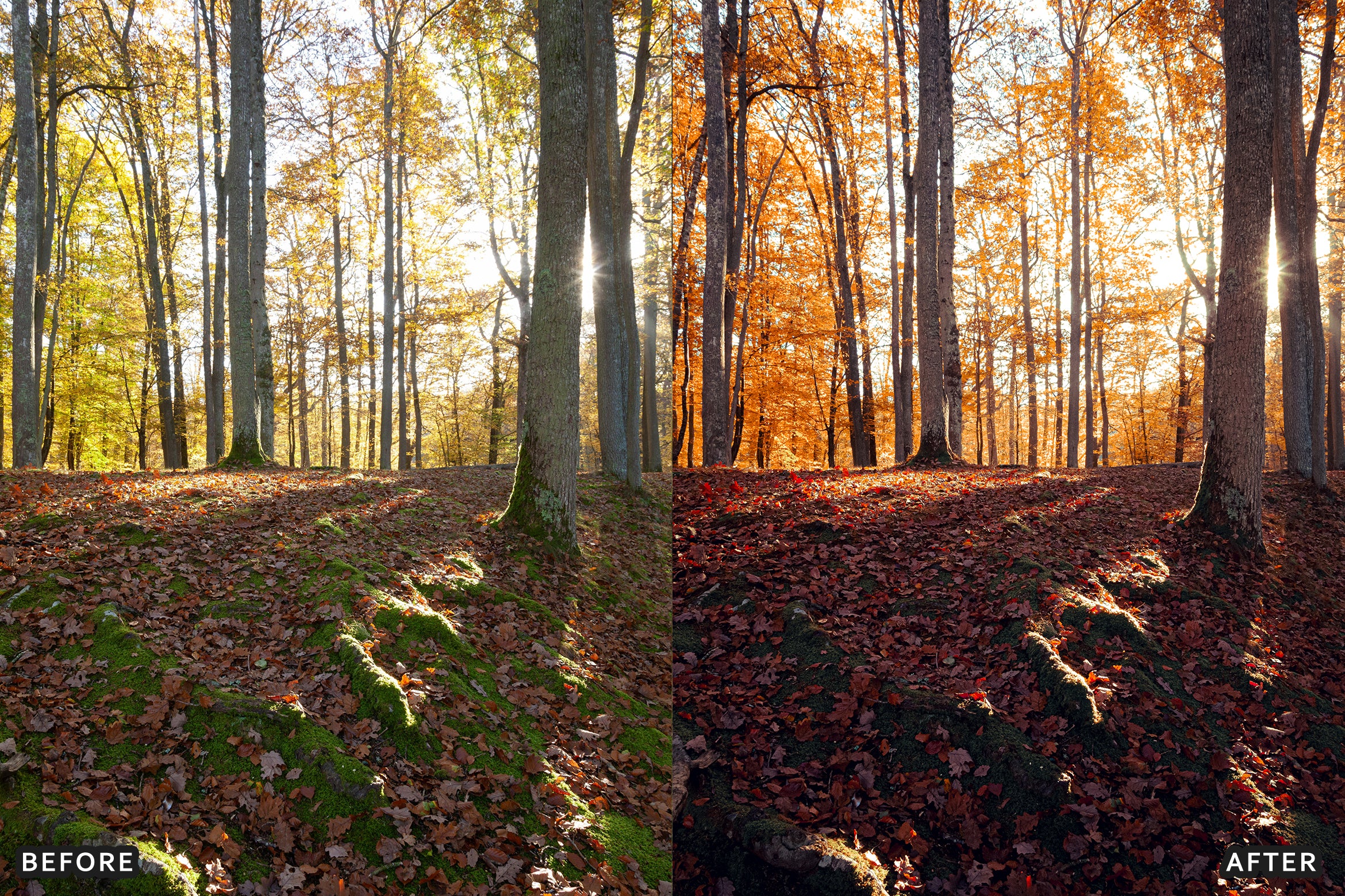 AI-Optimized Golden Fall Forest Lightroom Presets - Lightroom Presets - by AAA Presets