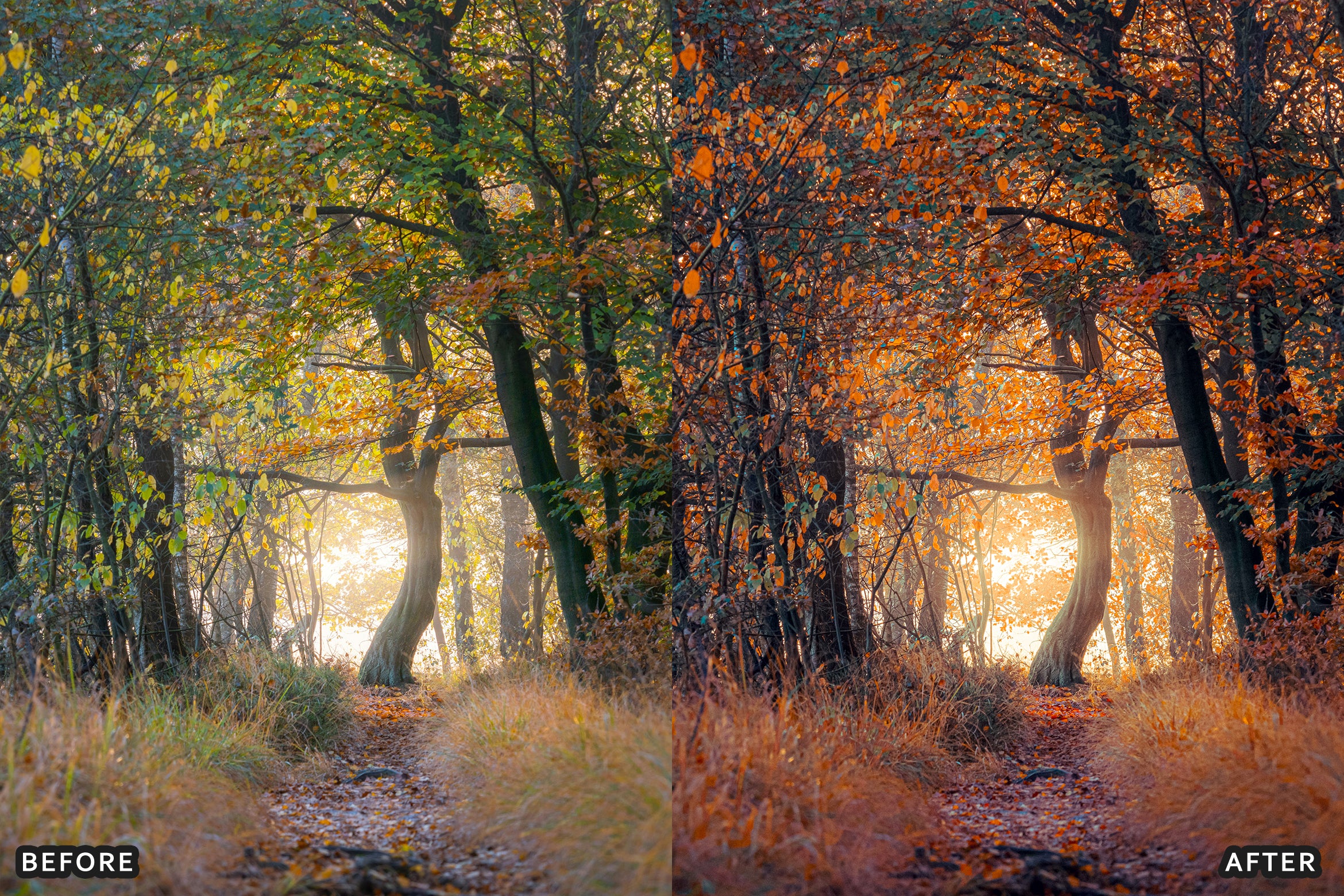 AI-Optimized Golden Fall Forest Lightroom Presets - Lightroom Presets - by AAA Presets