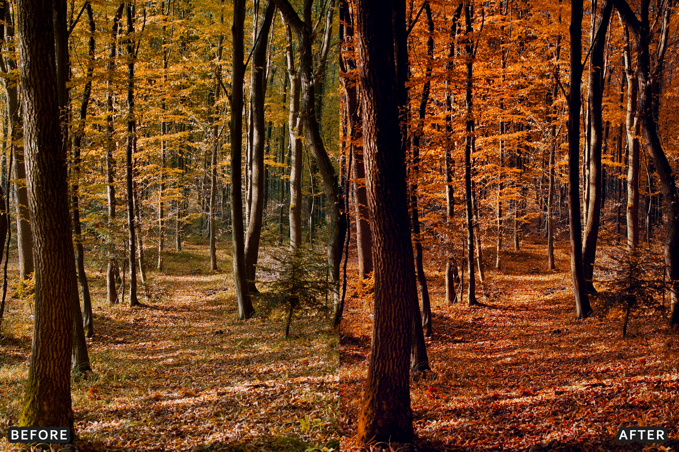 AI-Optimized Golden Fall Forest Lightroom Presets - Lightroom Presets - by AAA Presets