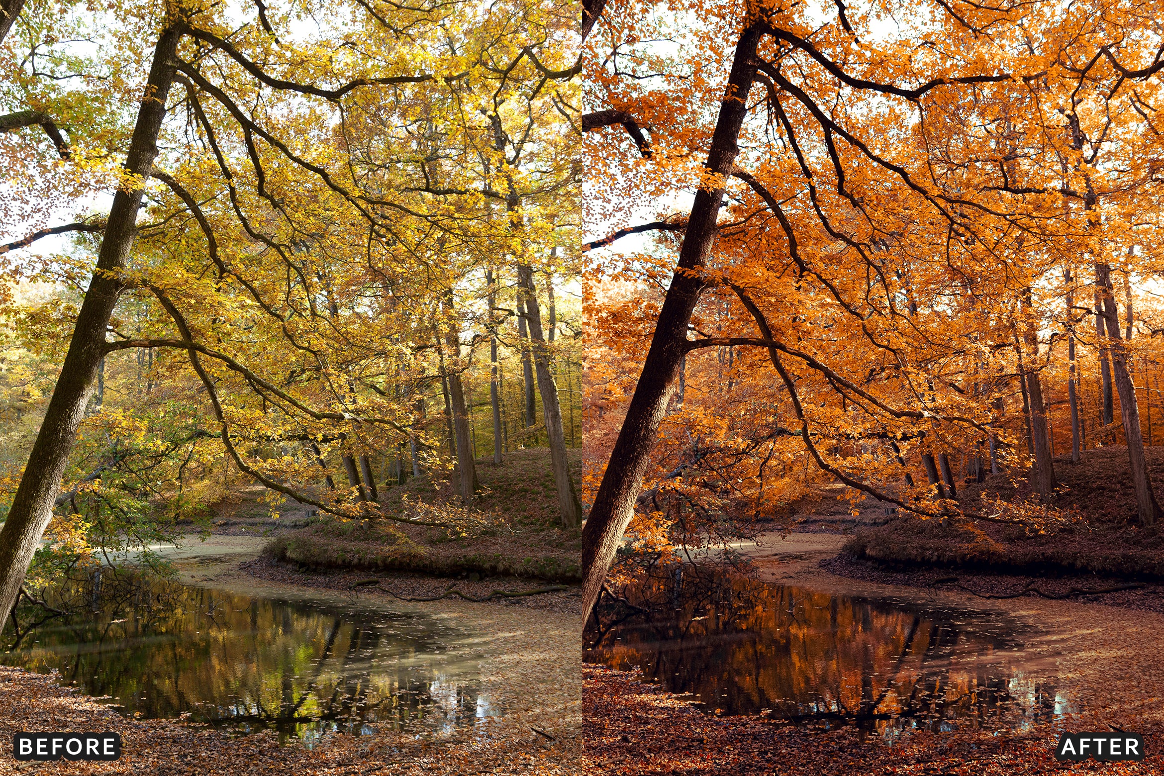 AI-Optimized Golden Fall Forest Lightroom Presets - Lightroom Presets - by AAA Presets
