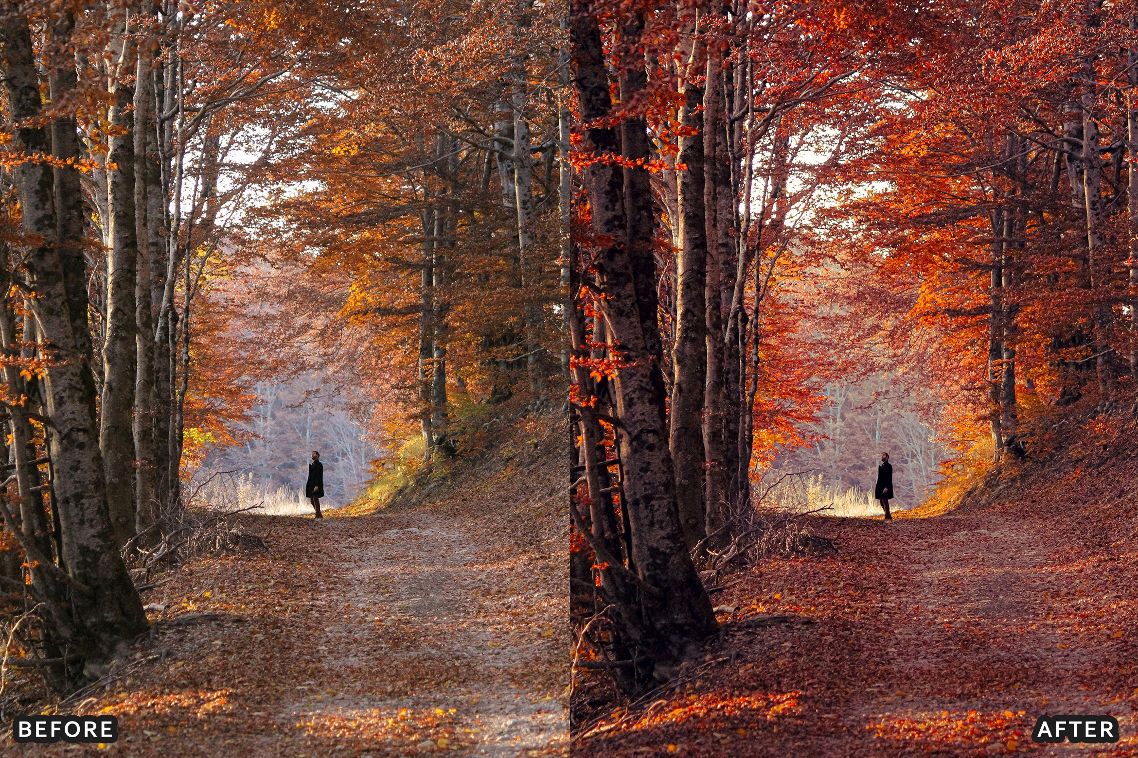 AI-Optimized Golden Fall Forest Lightroom Presets - Lightroom Presets - by AAA Presets