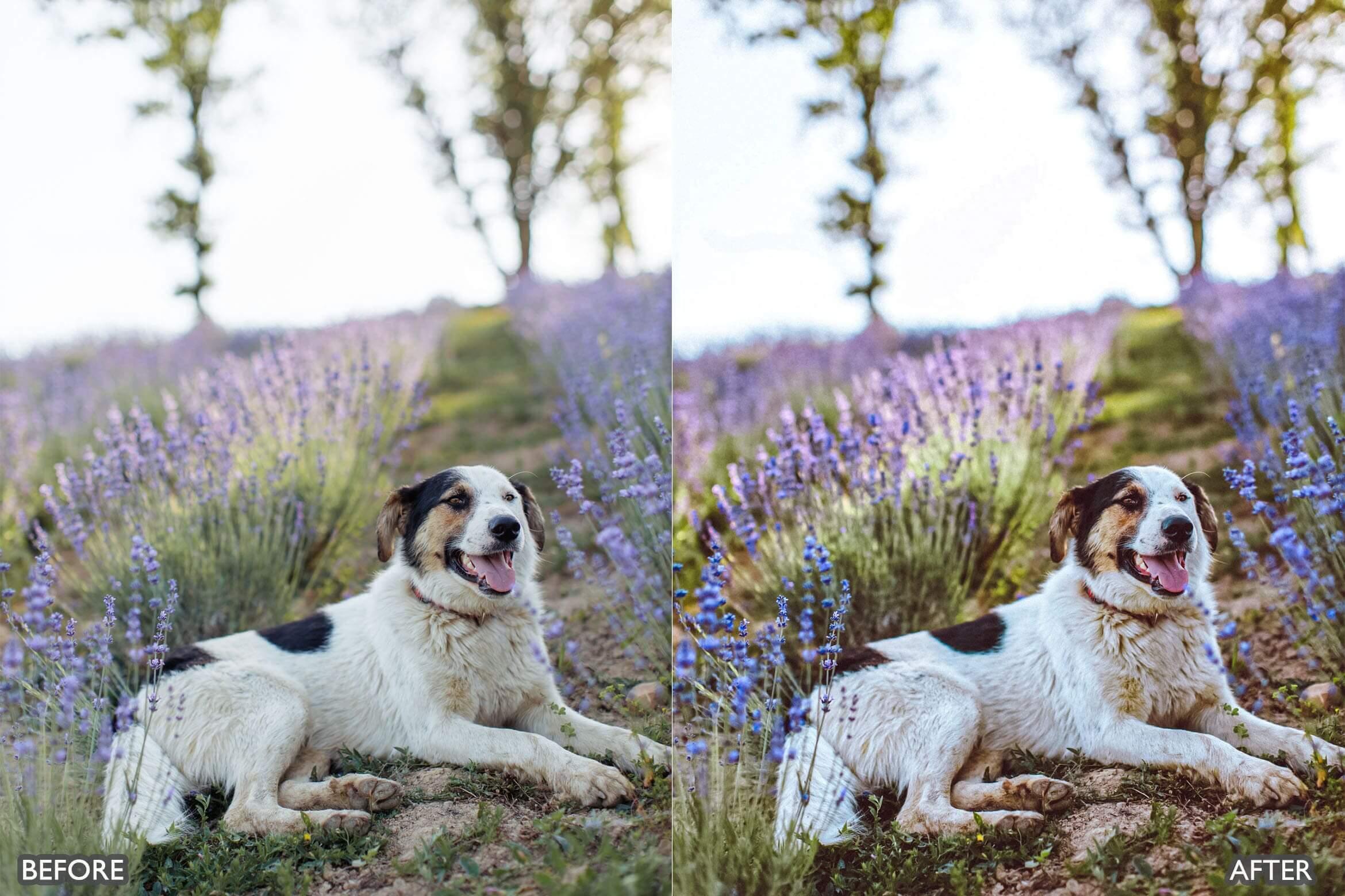 Lightroom Presets for Cinematic & Portrait Photography - Lightroom Presets - by AAA Presets