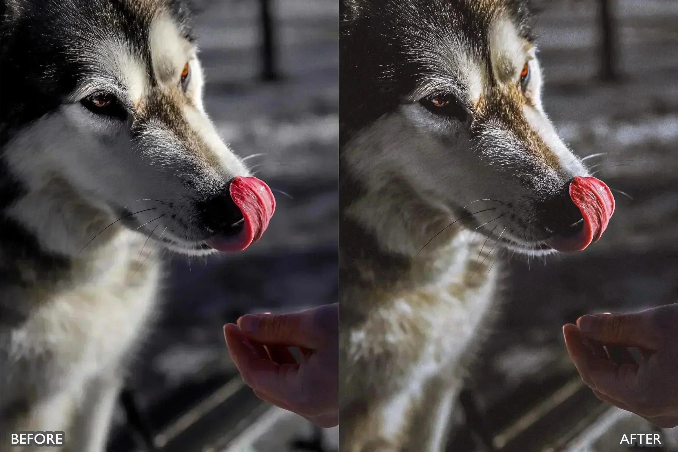Lightroom Presets for Dog Photography - Lightroom Presets - by AAA Presets