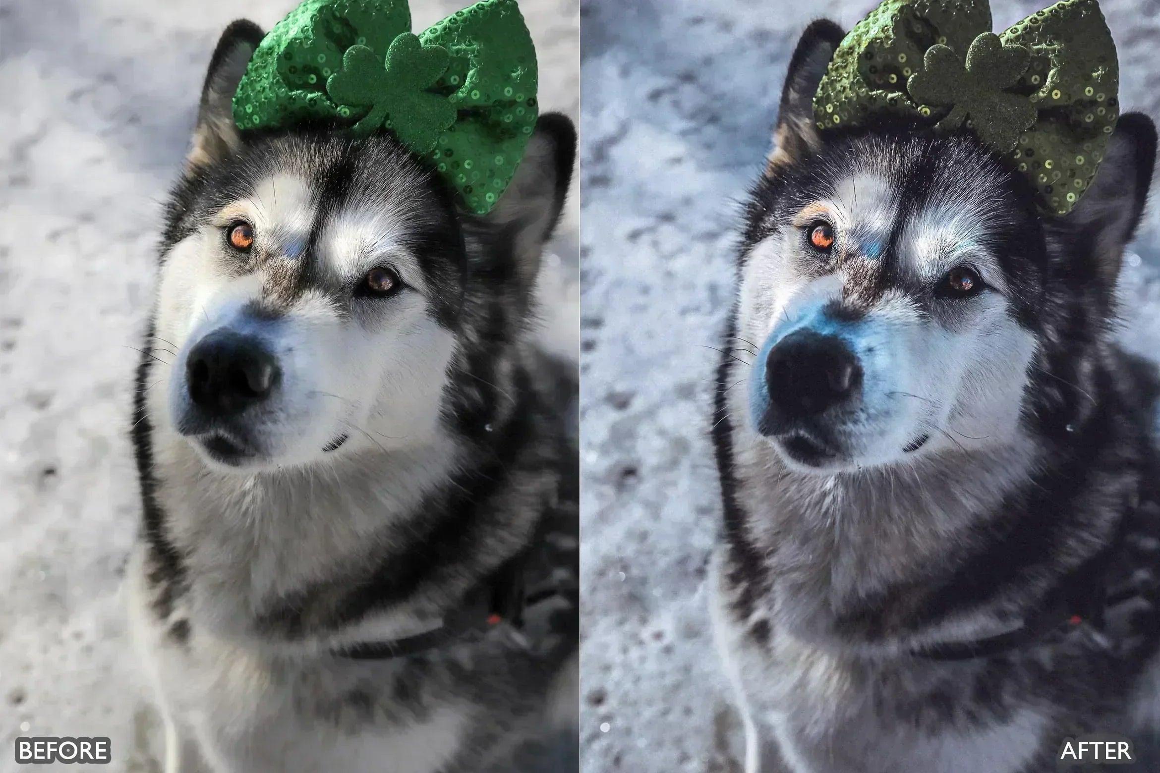 Lightroom Presets for Dog Photography - Lightroom Presets - by AAA Presets