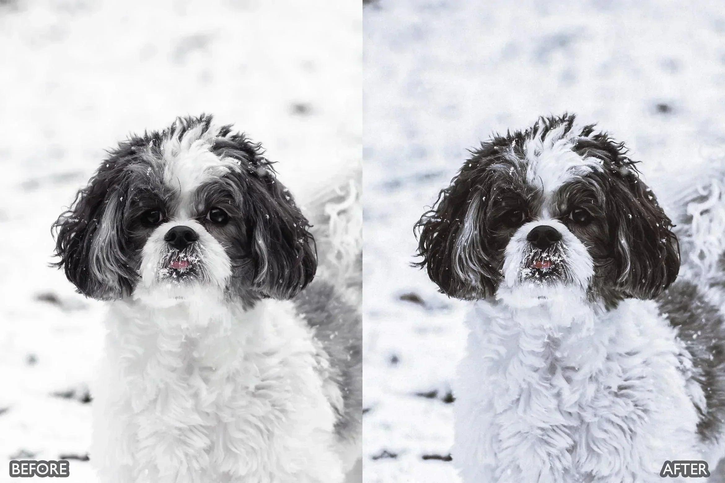 Lightroom Presets for Dog Photography - Lightroom Presets - by AAA Presets
