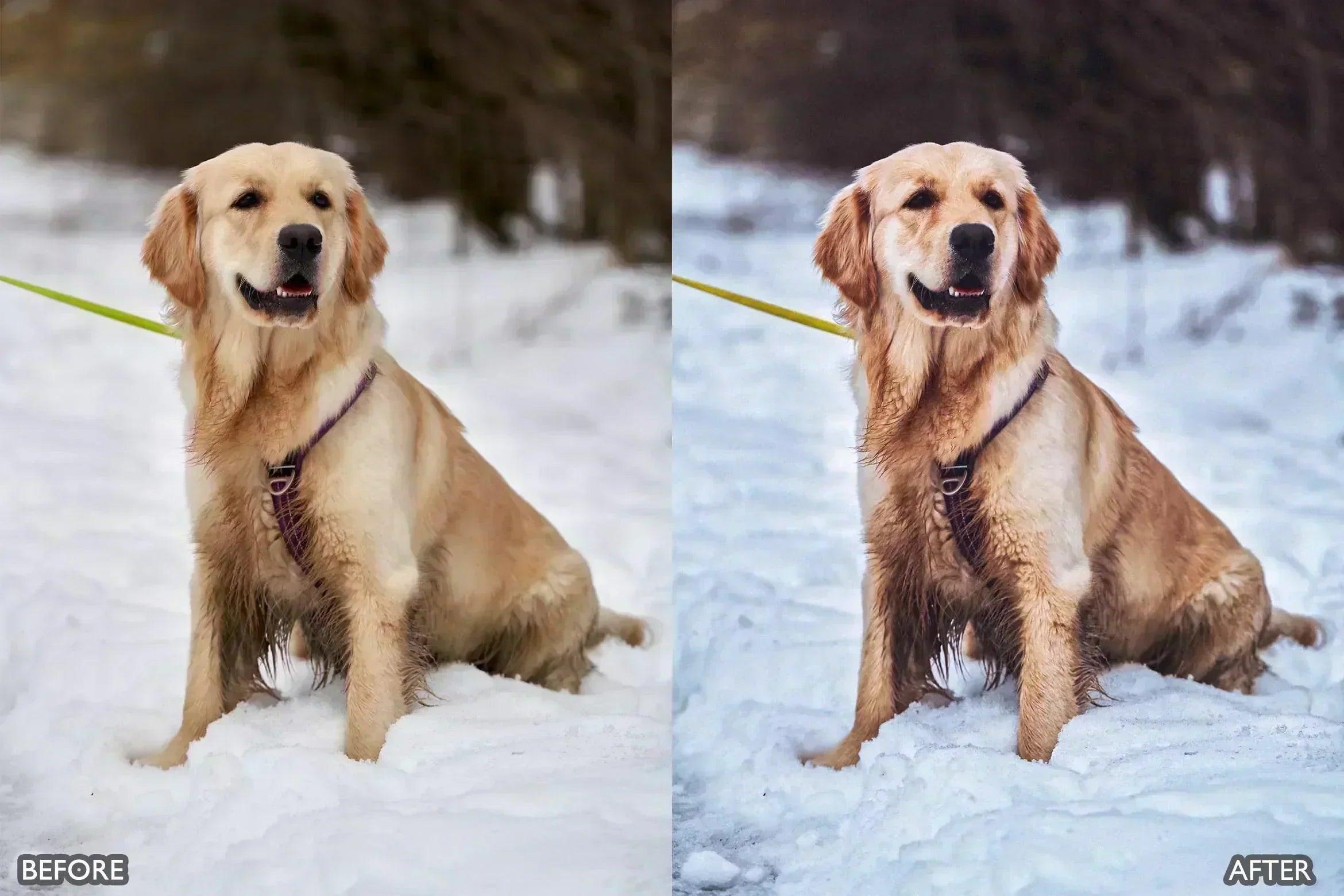 Lightroom Presets for Dog Photography - Lightroom Presets - by AAA Presets
