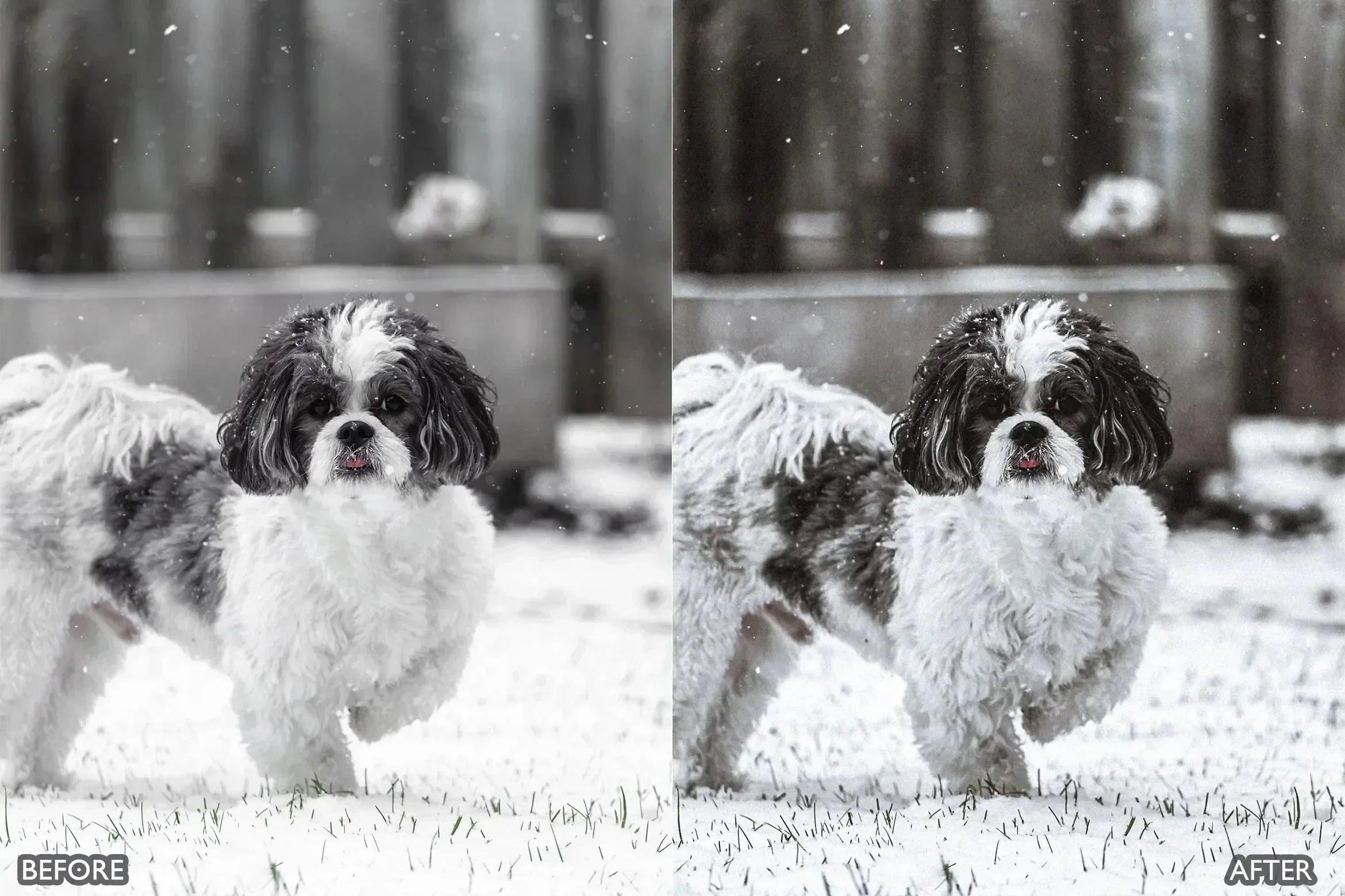 Lightroom Presets for Dog Photography - Lightroom Presets - by AAA Presets