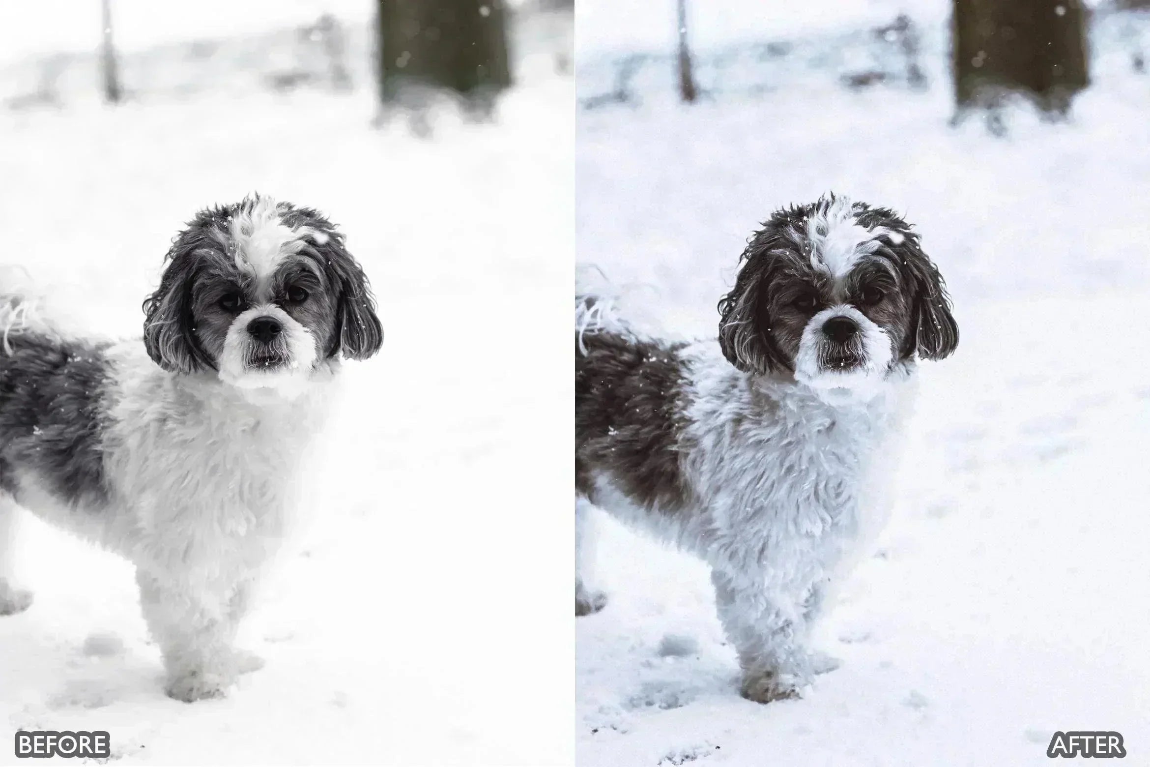 Lightroom Presets for Dog Photography - Lightroom Presets - by AAA Presets