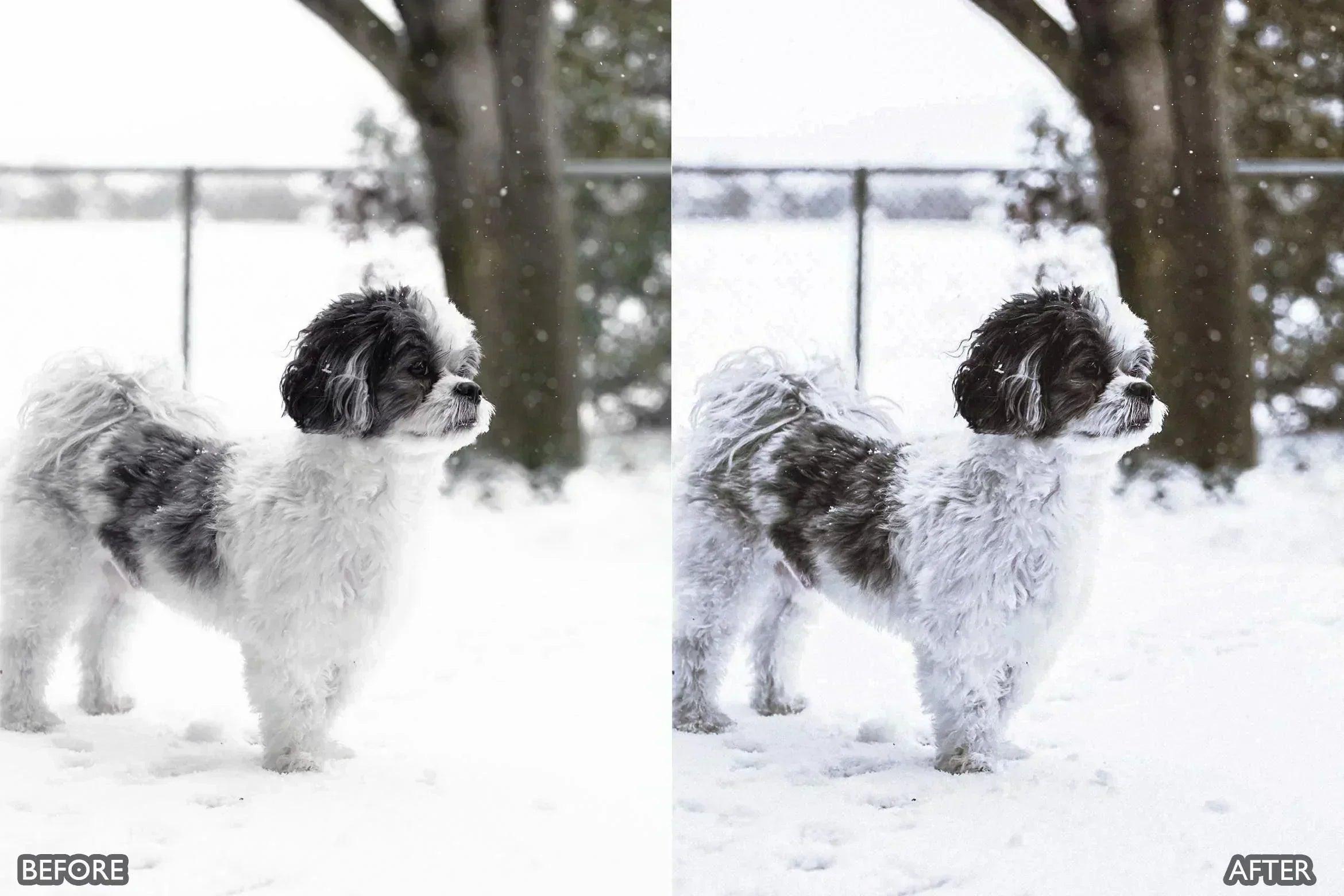 Lightroom Presets for Dog Photography - Lightroom Presets - by AAA Presets