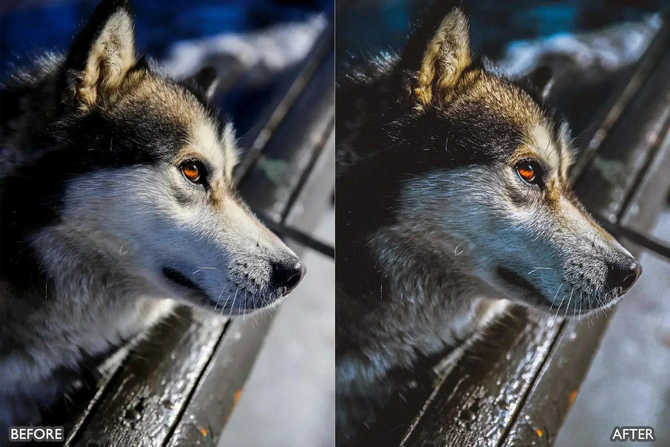 Lightroom Presets for Dog Photography - Lightroom Presets - by AAA Presets