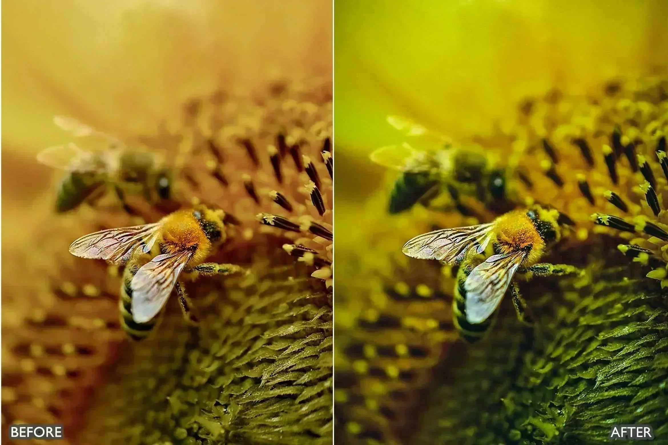 Lightroom Presets For Macro Photos - Lightroom Presets - by AAA Presets