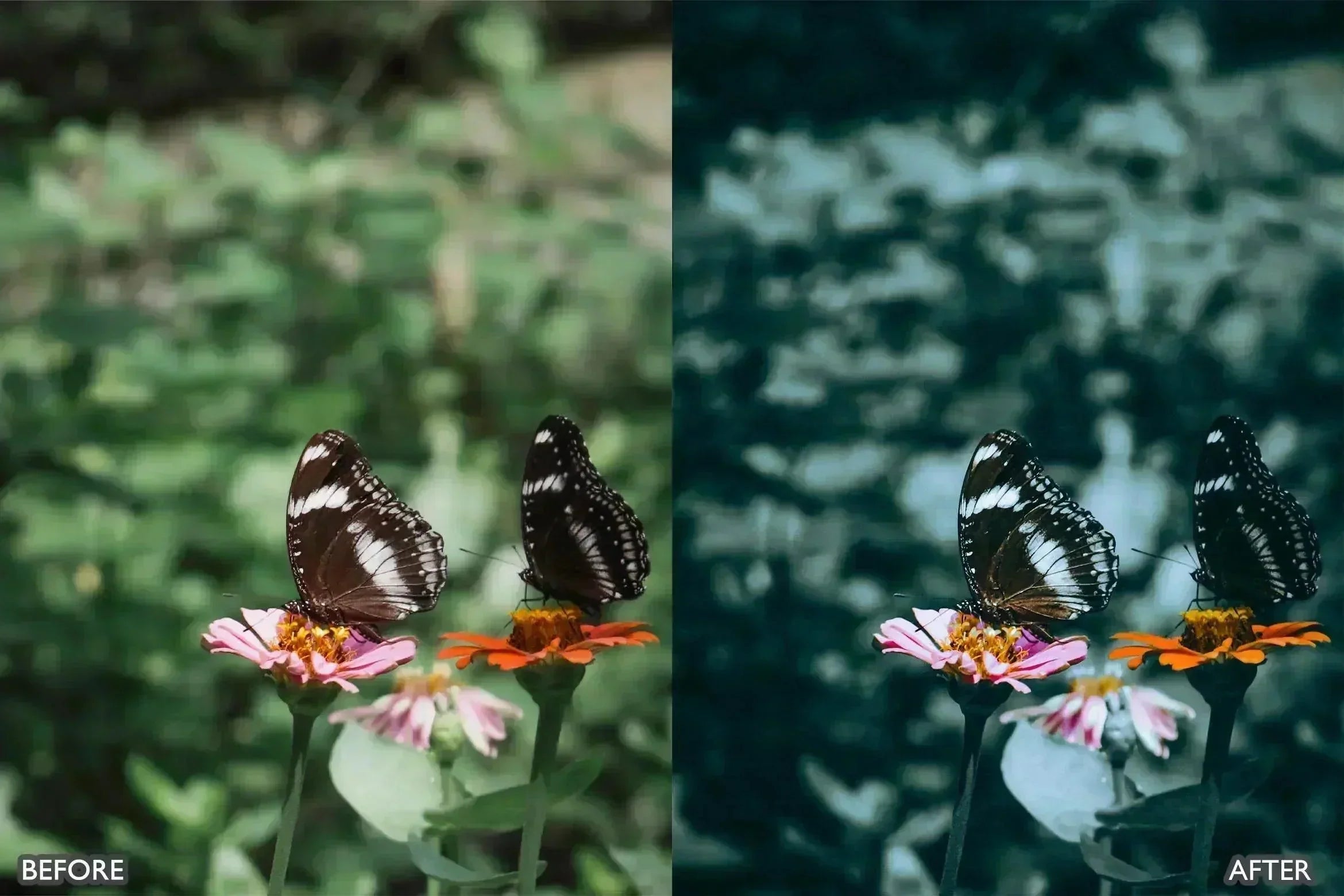 Lightroom Presets For Macro Photos - Lightroom Presets - by AAA Presets