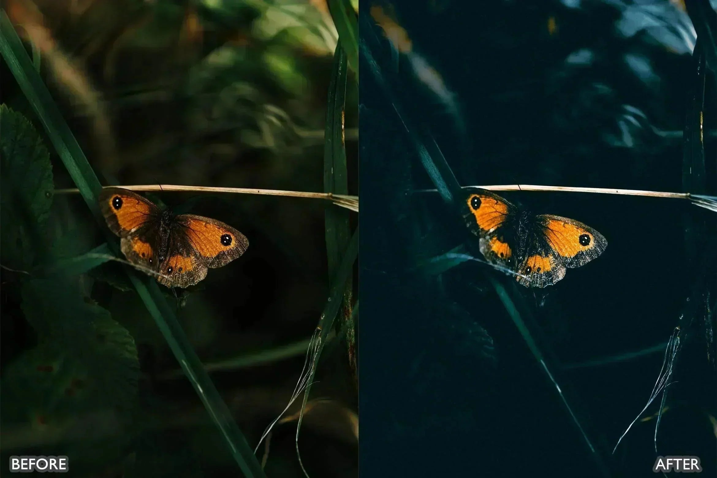 Lightroom Presets For Macro Photos - Lightroom Presets - by AAA Presets