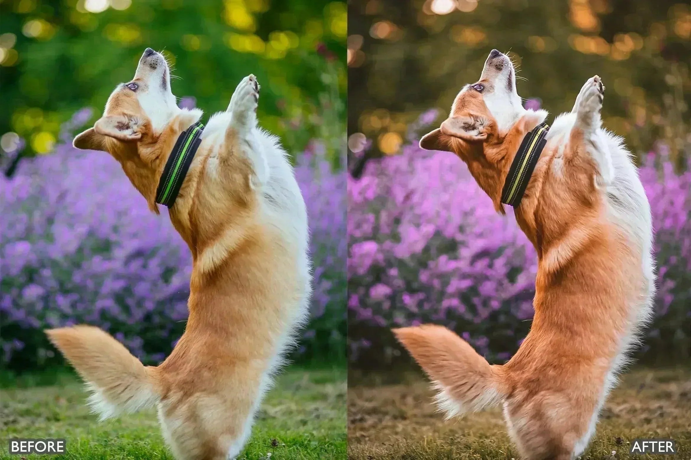 Pet Lovers Lightroom Presets - Lightroom Presets - by AAA Presets