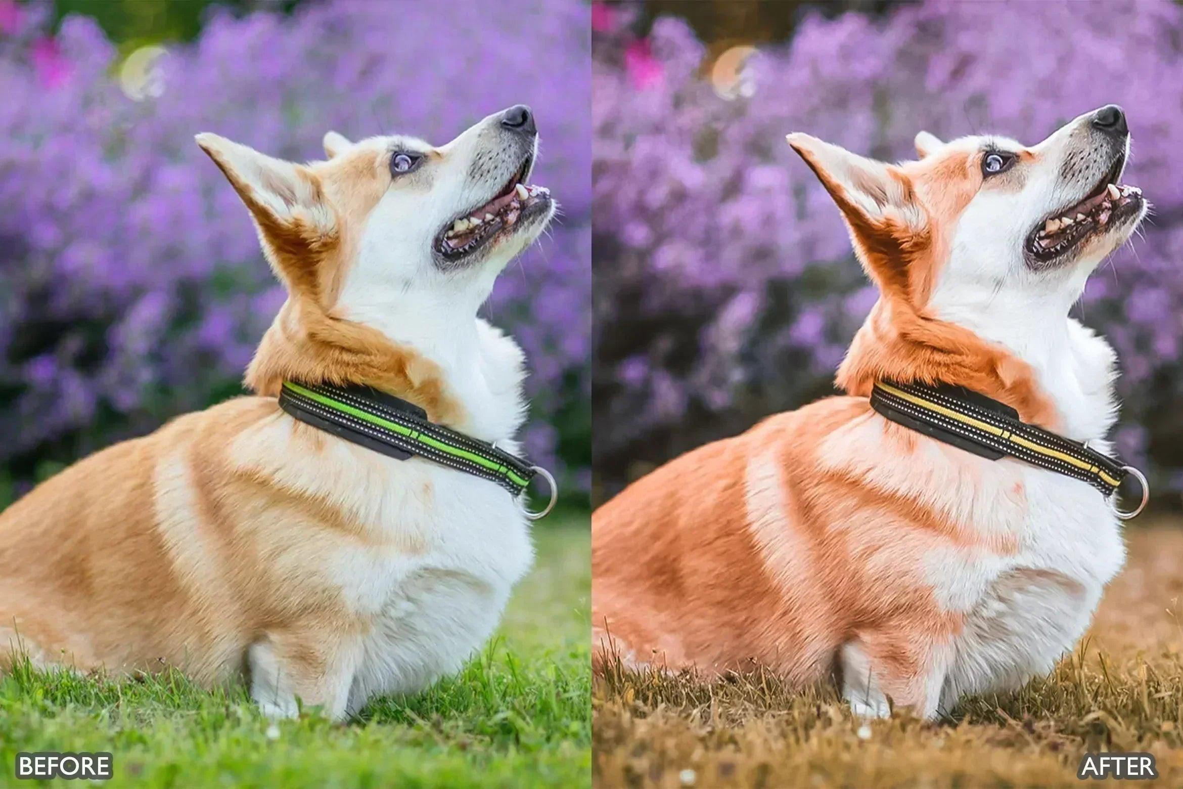 Pet Lovers Lightroom Presets - Lightroom Presets - by AAA Presets