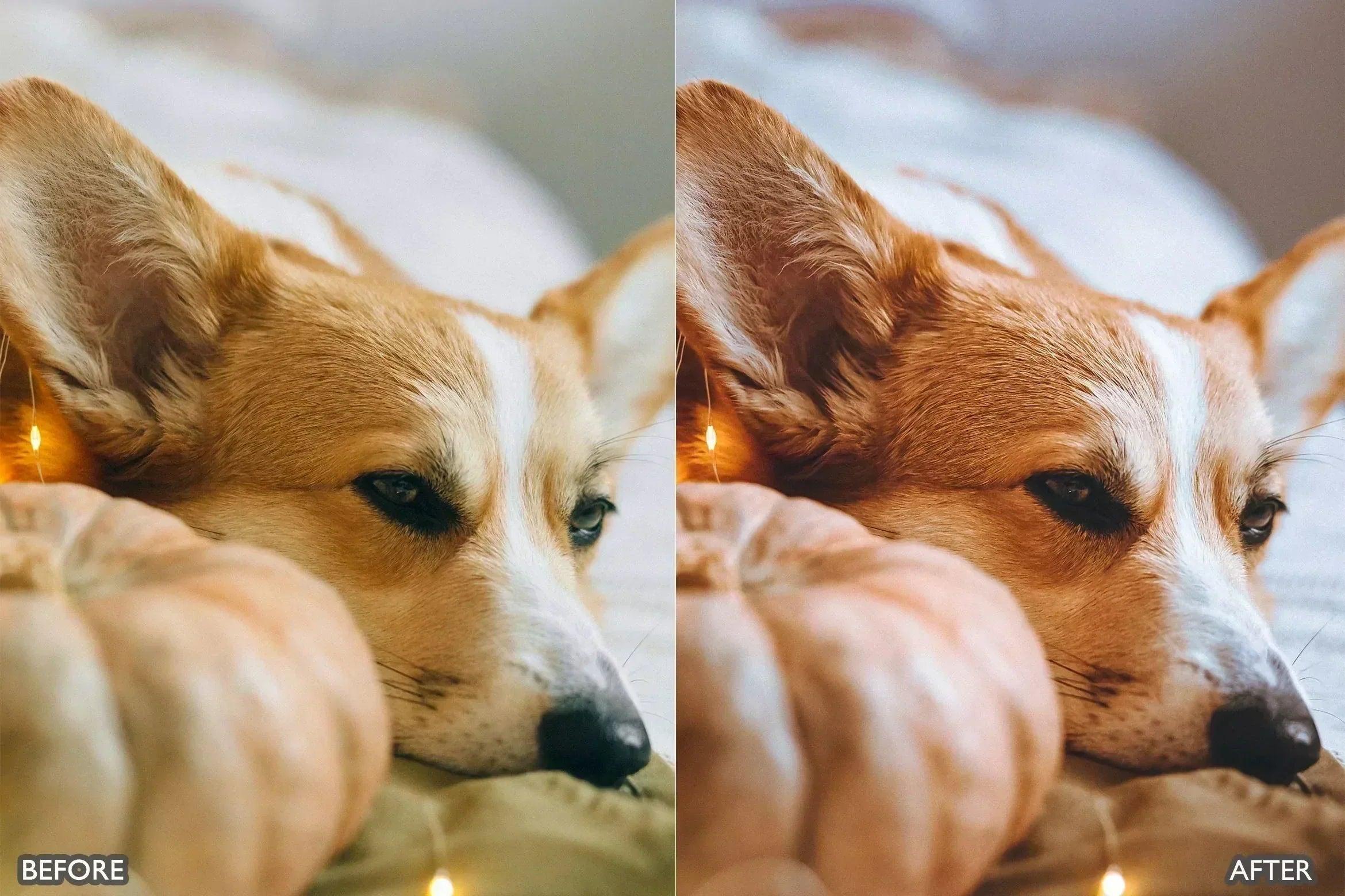 Pet Lovers Lightroom Presets - Lightroom Presets - by AAA Presets