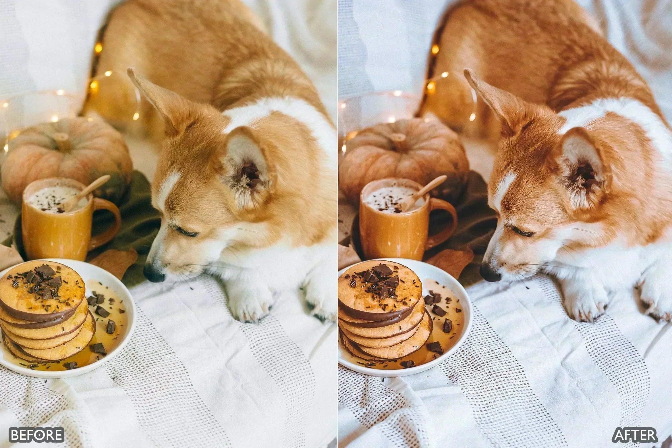 Pet Lovers Lightroom Presets - Lightroom Presets - by AAA Presets