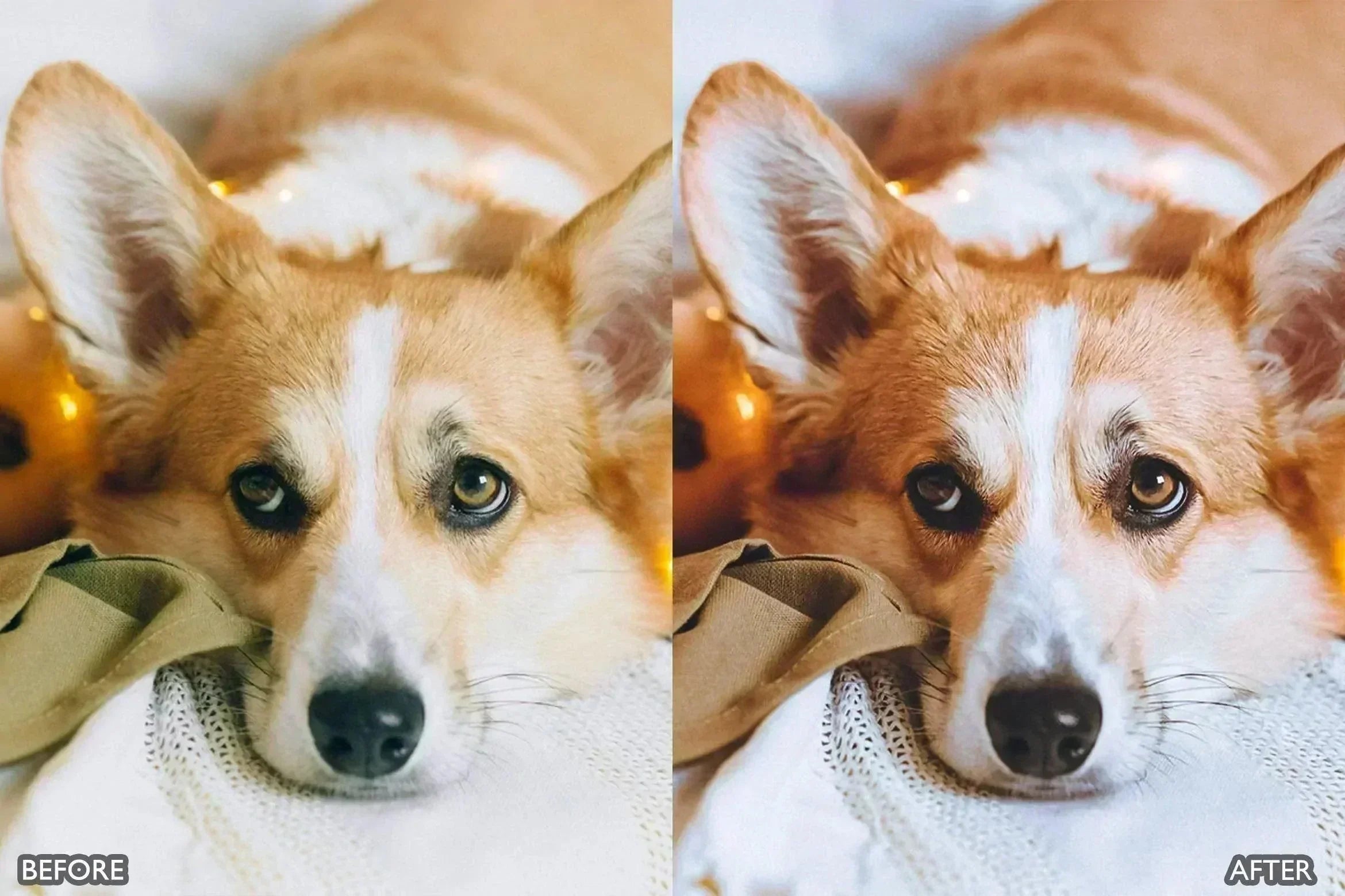 Pet Lovers Lightroom Presets - Lightroom Presets - by AAA Presets
