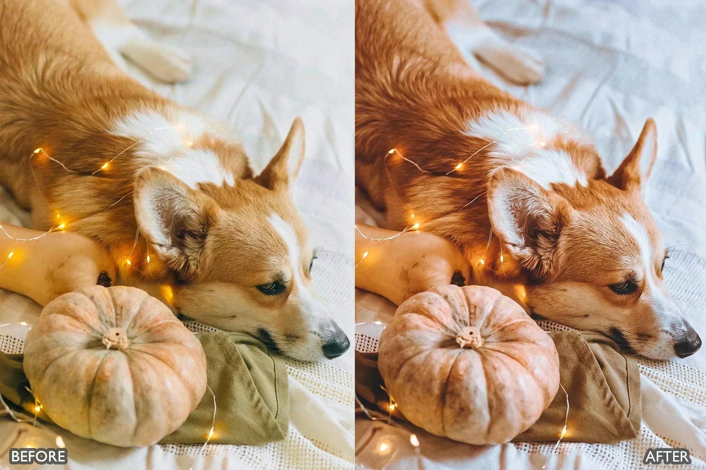 Pet Lovers Lightroom Presets - Lightroom Presets - by AAA Presets