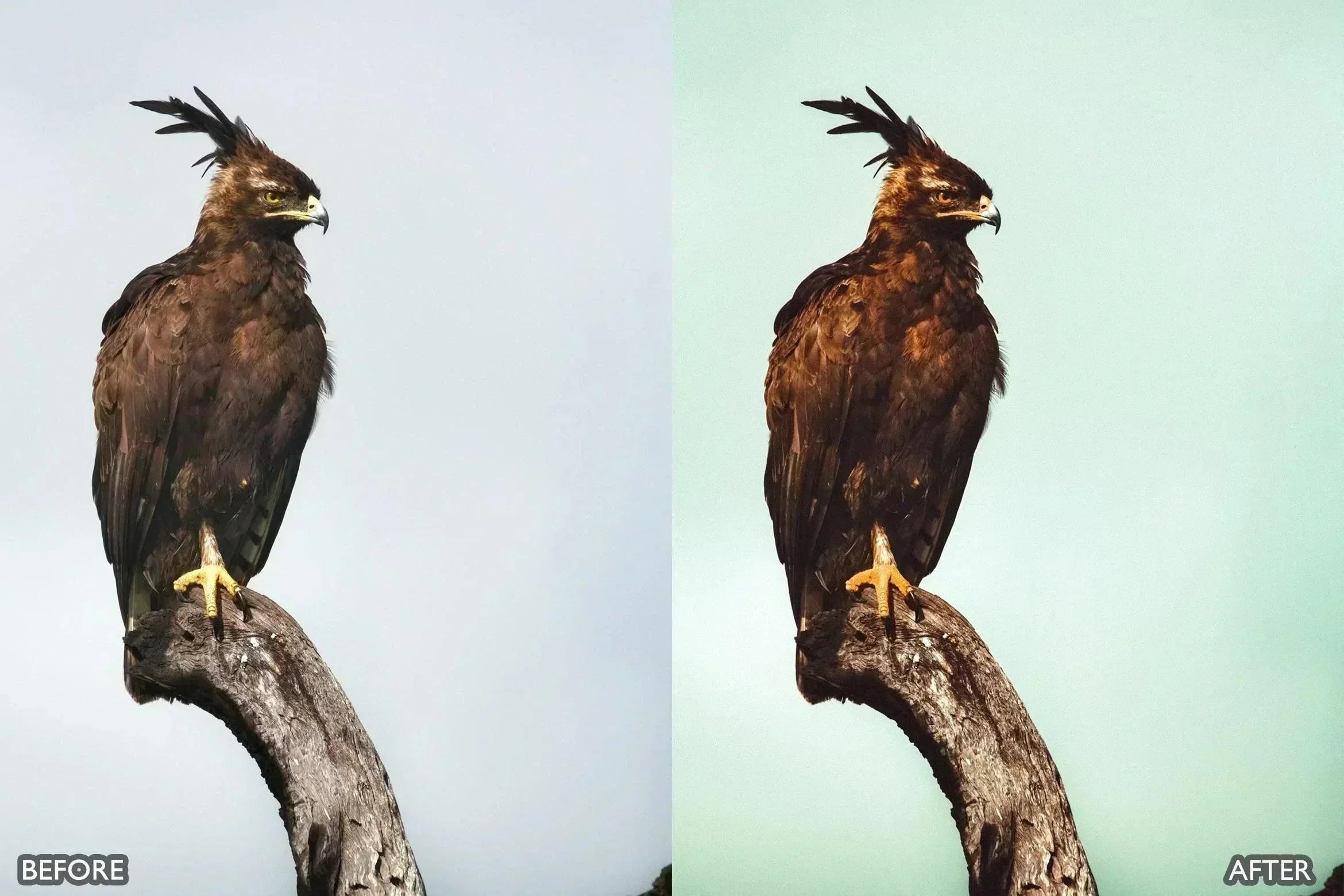 Wildlife Cinematic Lightroom Presets Pack - Lightroom Presets - by AAA Presets